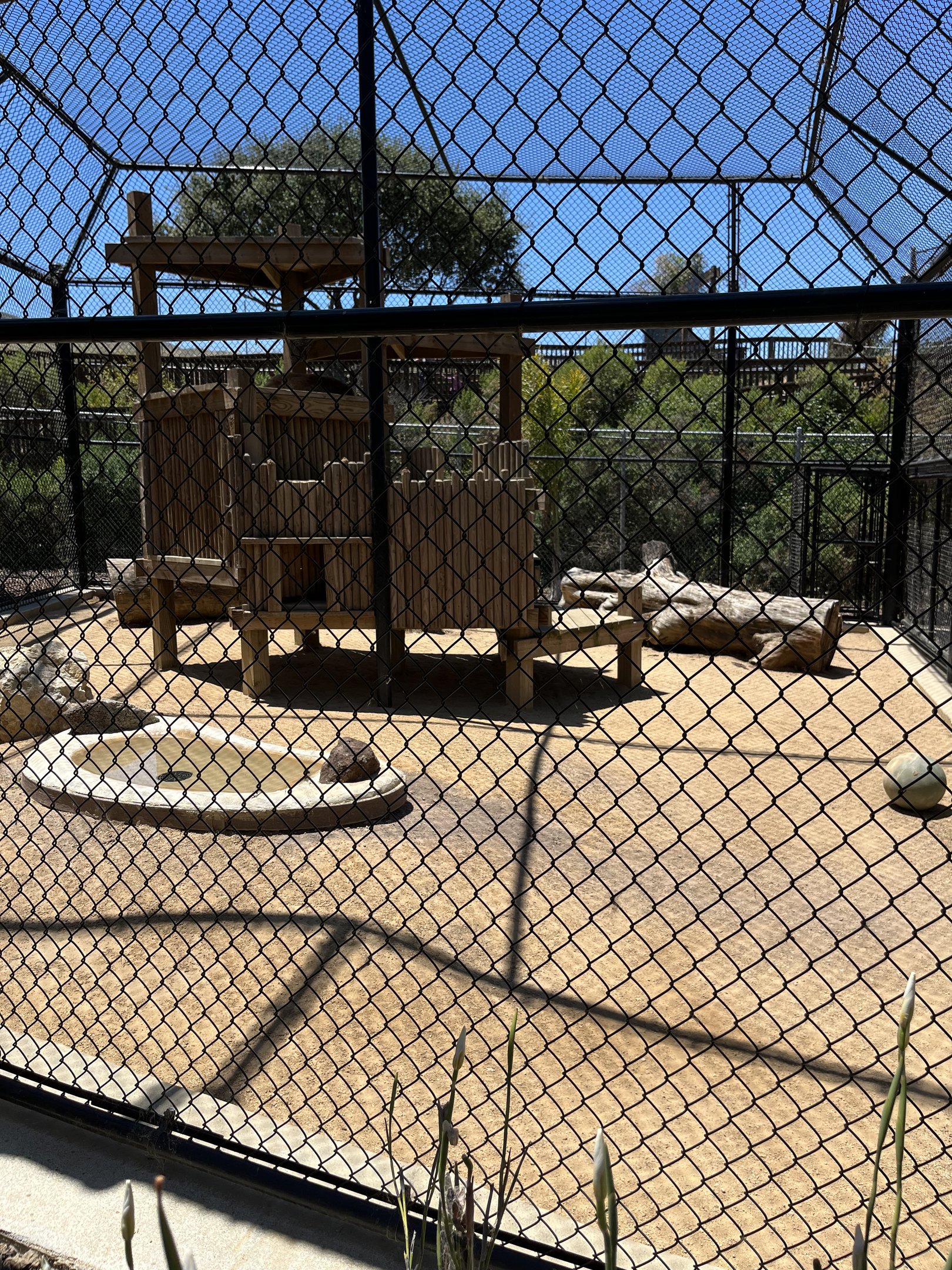 Eurasian Lynx Exhibit - New