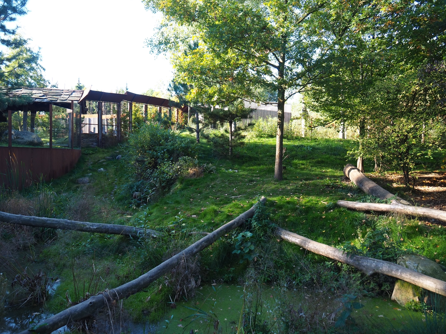 Eurasian lynx exhibit (Oct 13th, 2018)