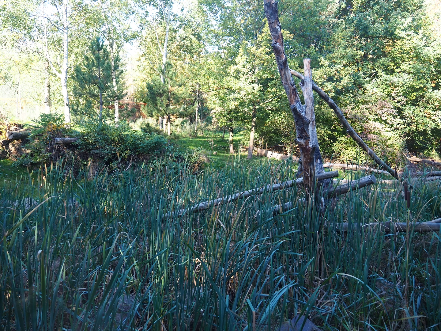 Eurasian lynx exhibit (Oct 13th, 2018)