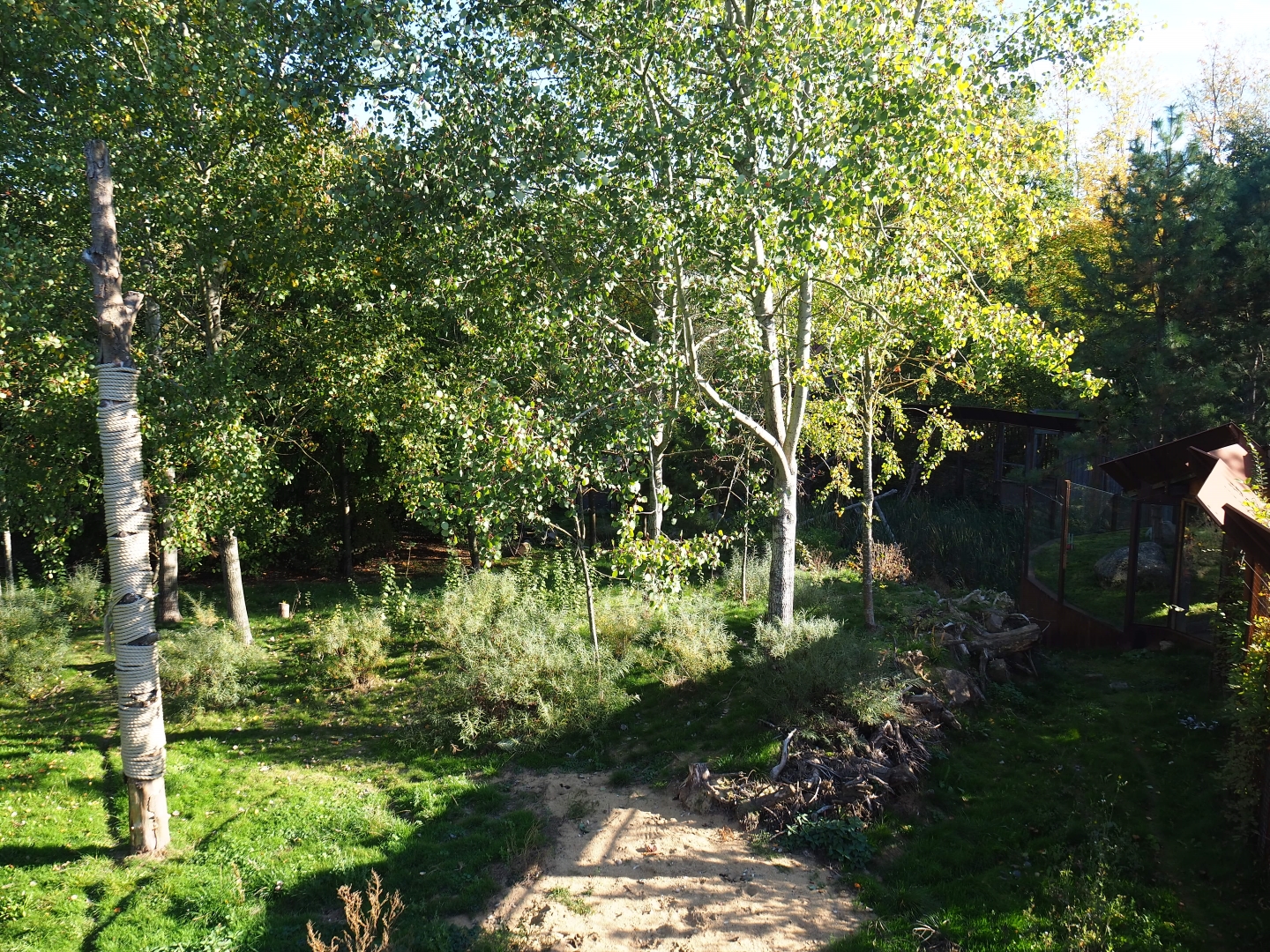 Eurasian lynx exhibit (Oct 13th, 2018)