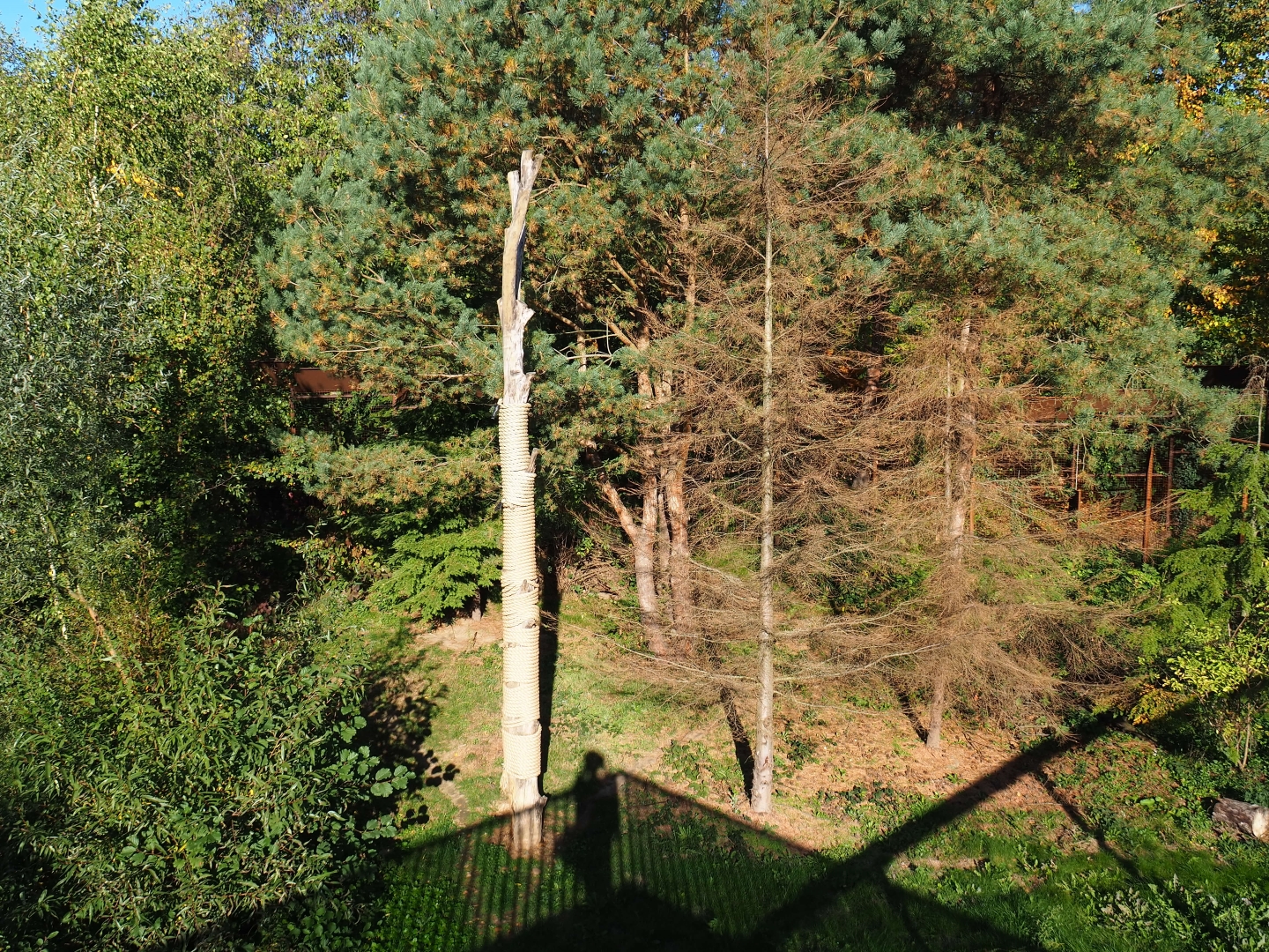 Eurasian lynx exhibit (Oct 13th, 2018)