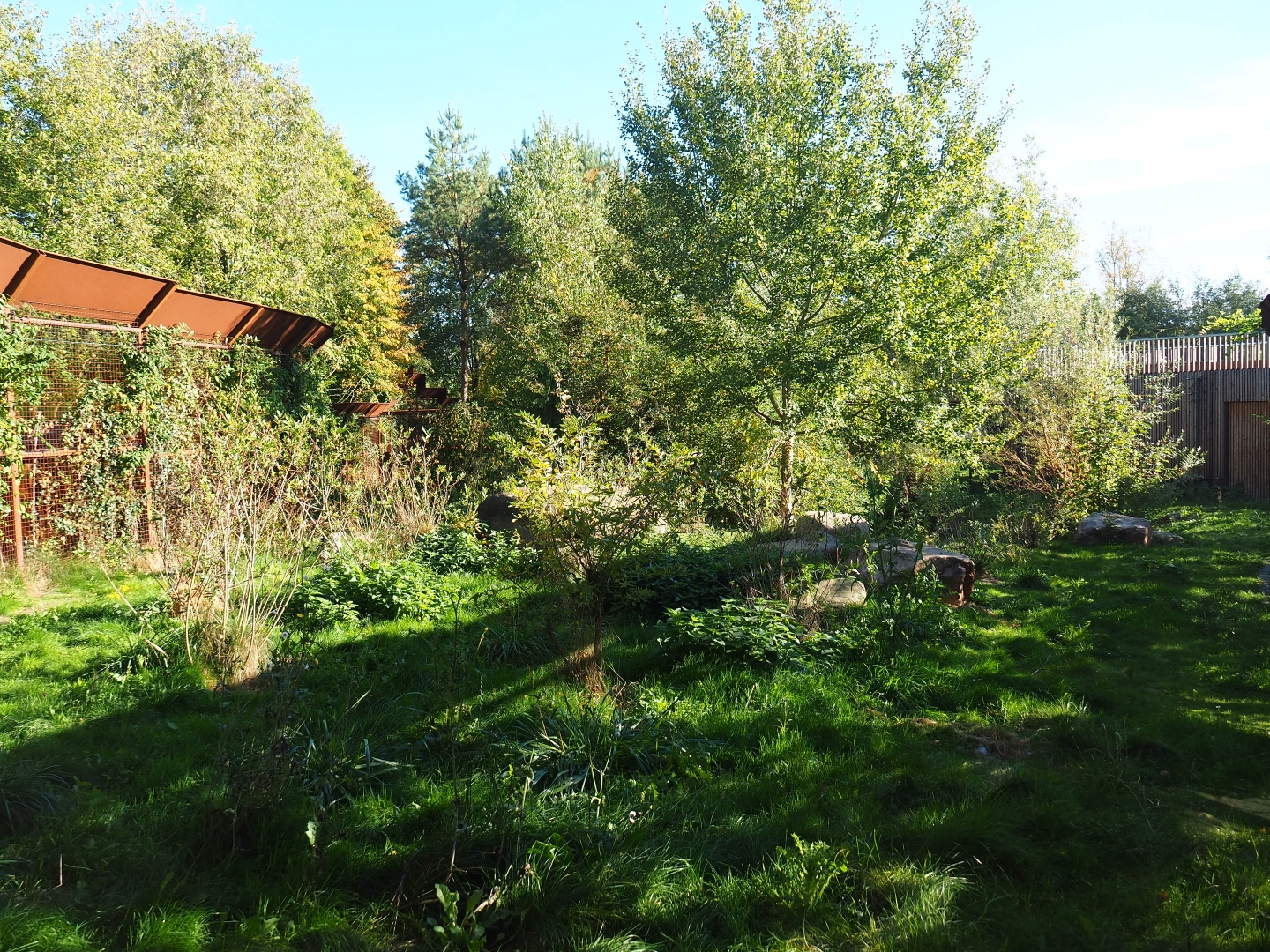 Eurasian lynx exhibit (Oct 13th, 2018)