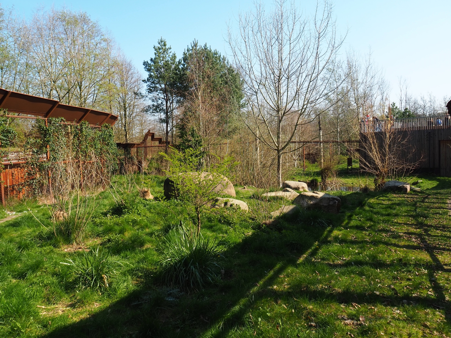 Eurasian lynx exhibit - Separation area, 2019-03-30