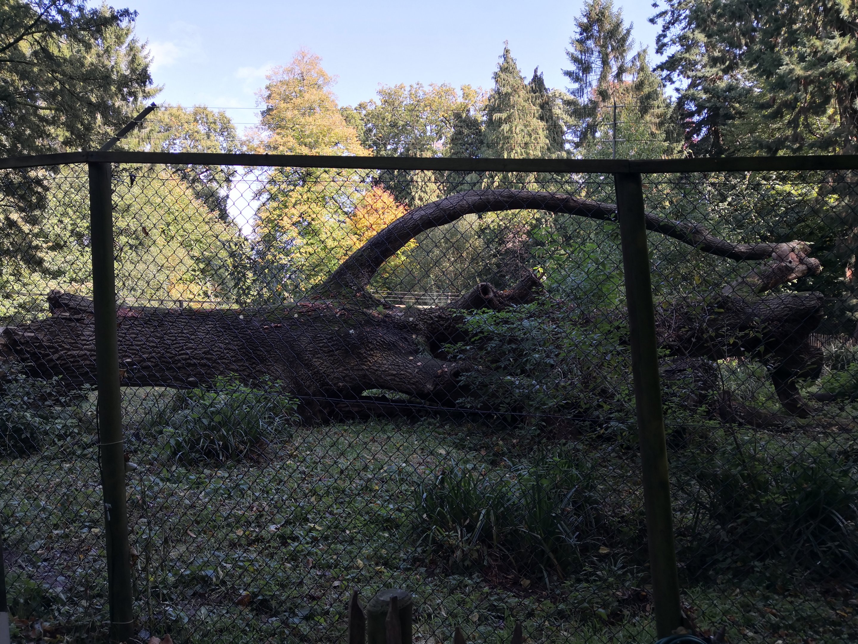 Eurasian Lynx Exhibit Wildwood Escot