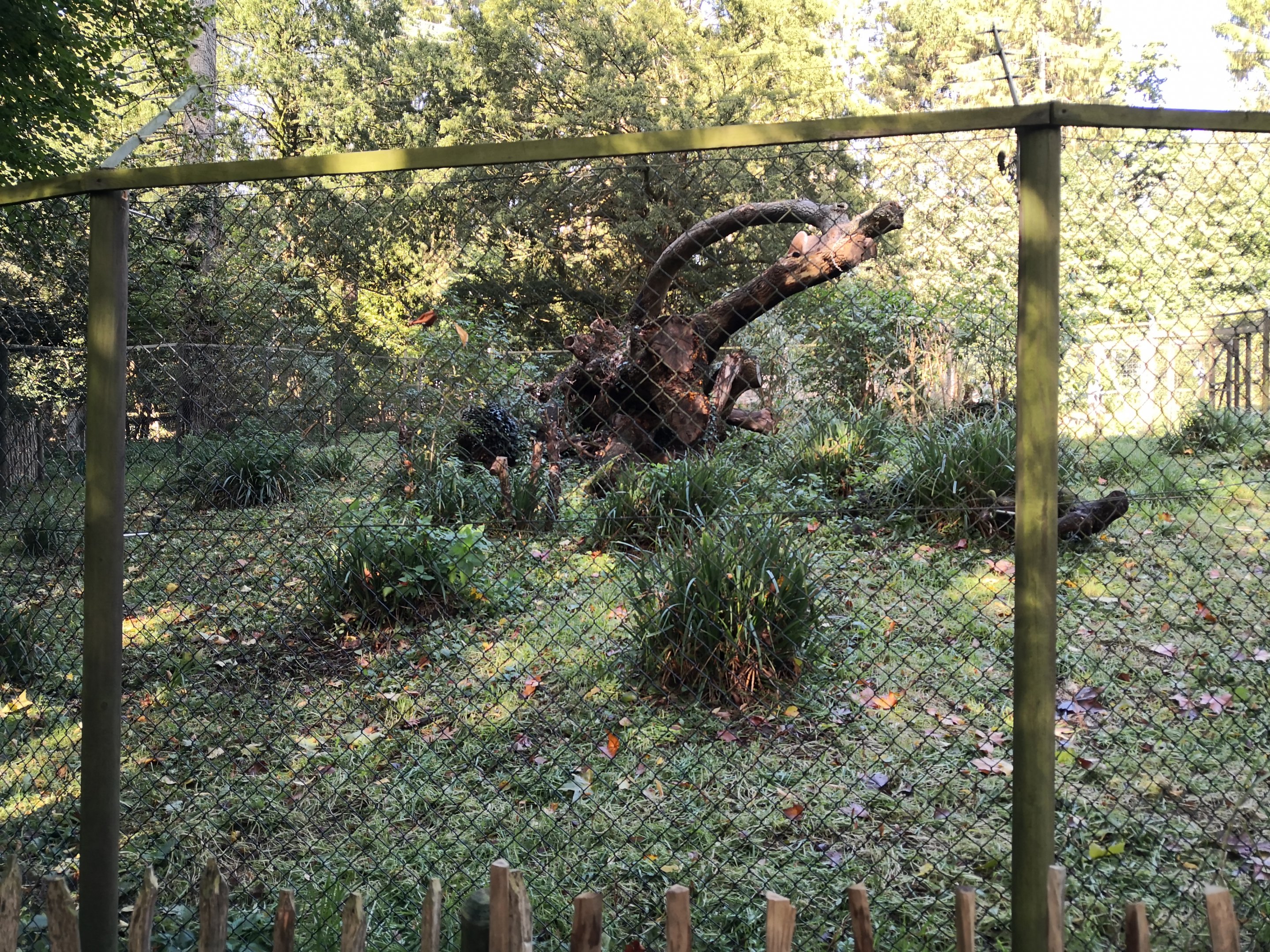 Eurasian Lynx Exhibit Wildwood Escot
