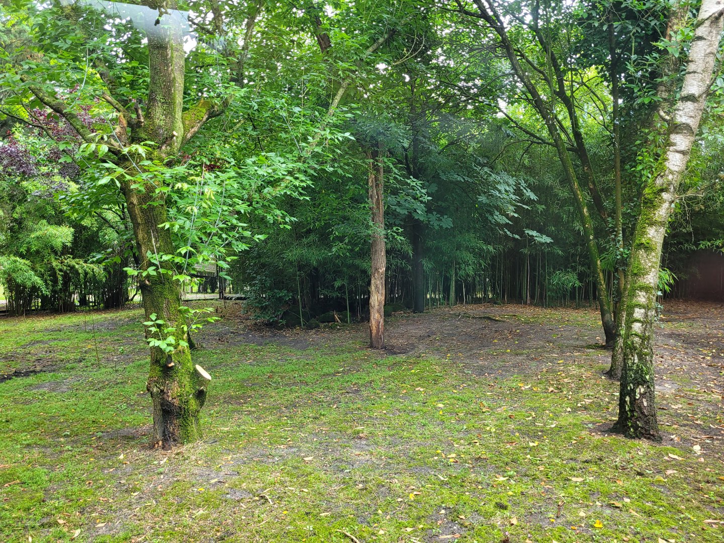 Eurasian lynx exhibit -Zoo du bassin d'Arcachon (2024)