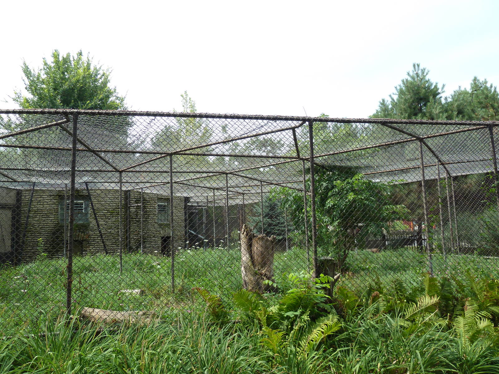 Eurasian Lynx Exhibit