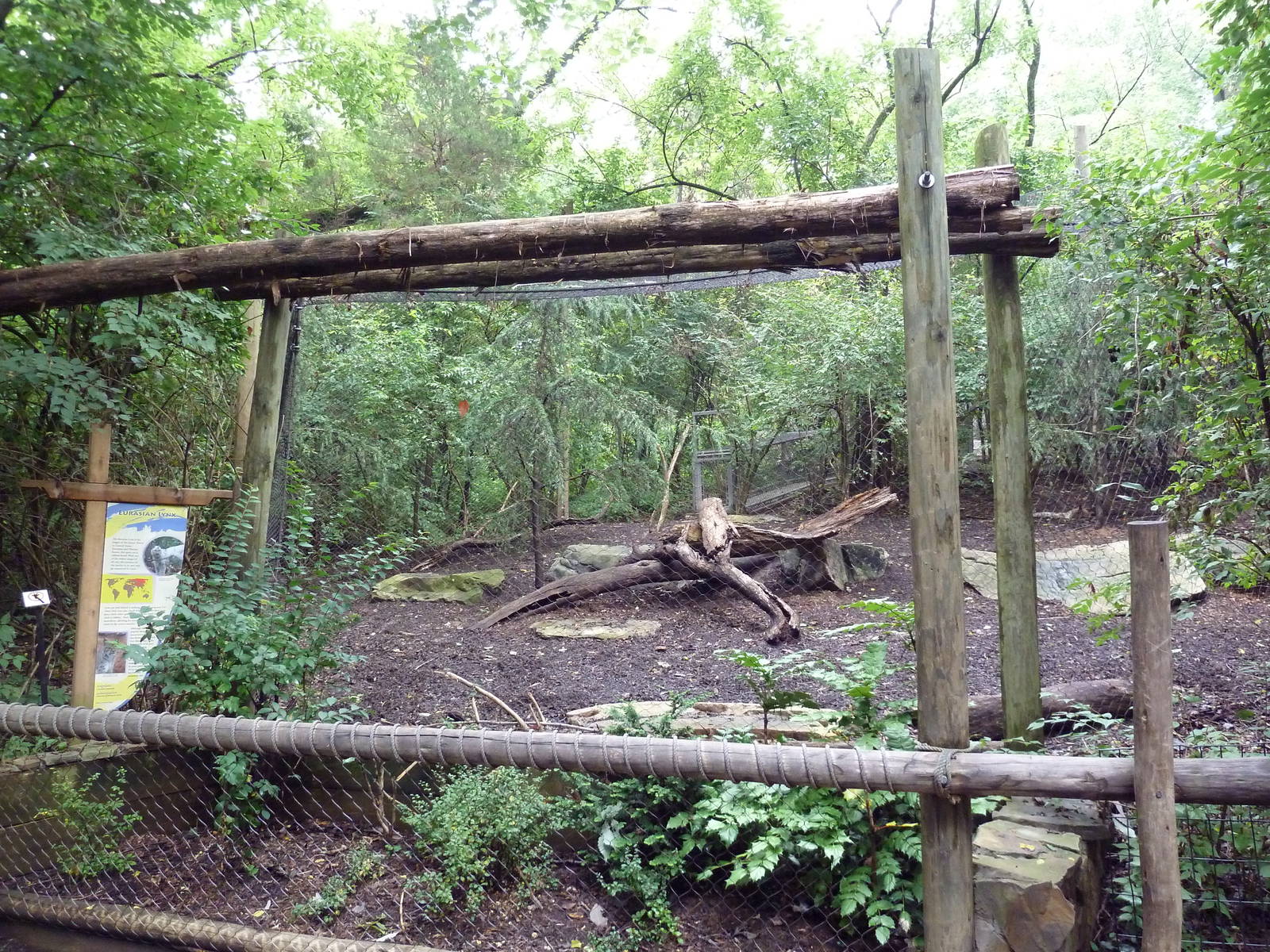 Eurasian Lynx Exhibit