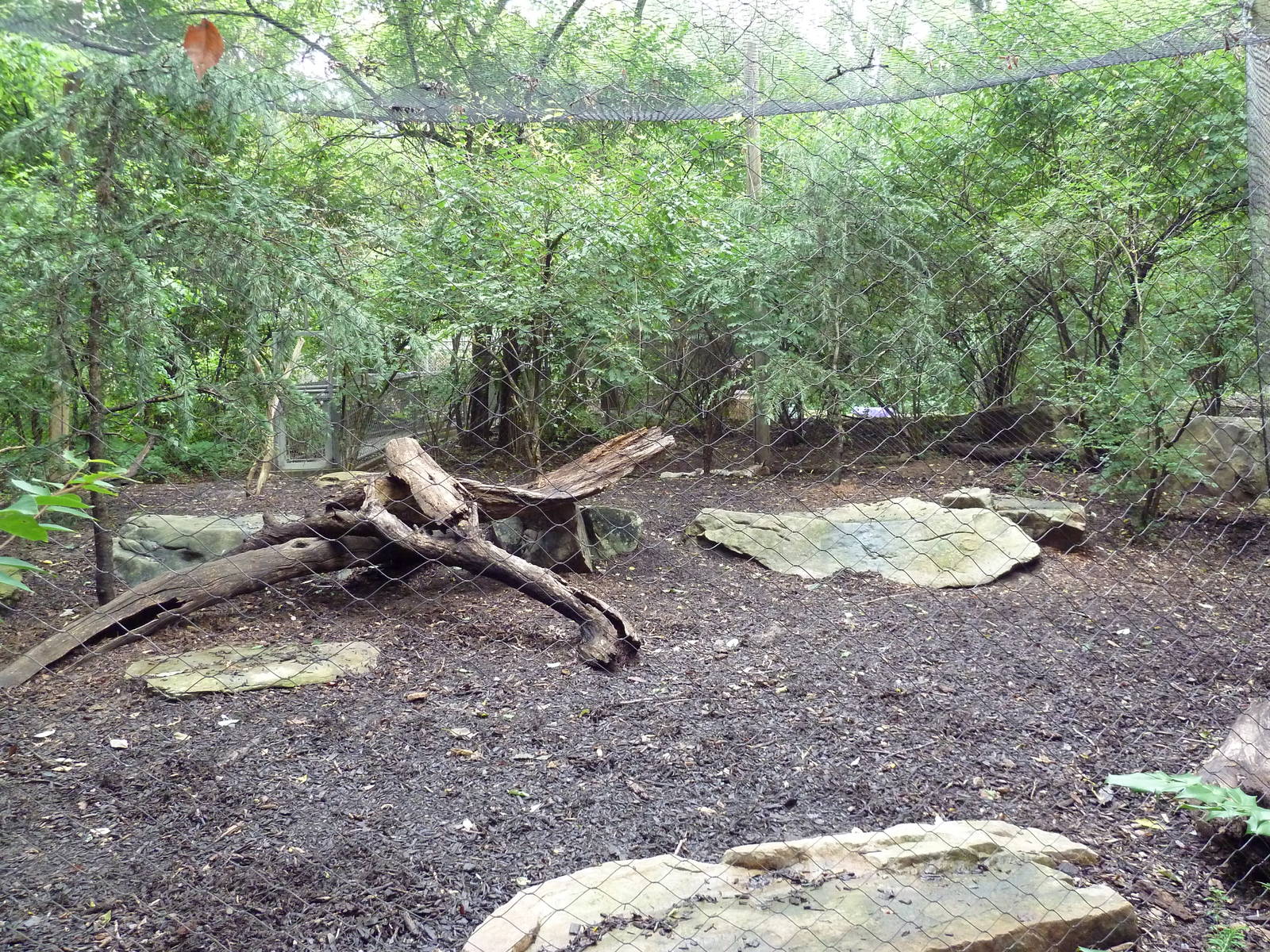 Eurasian Lynx Exhibit