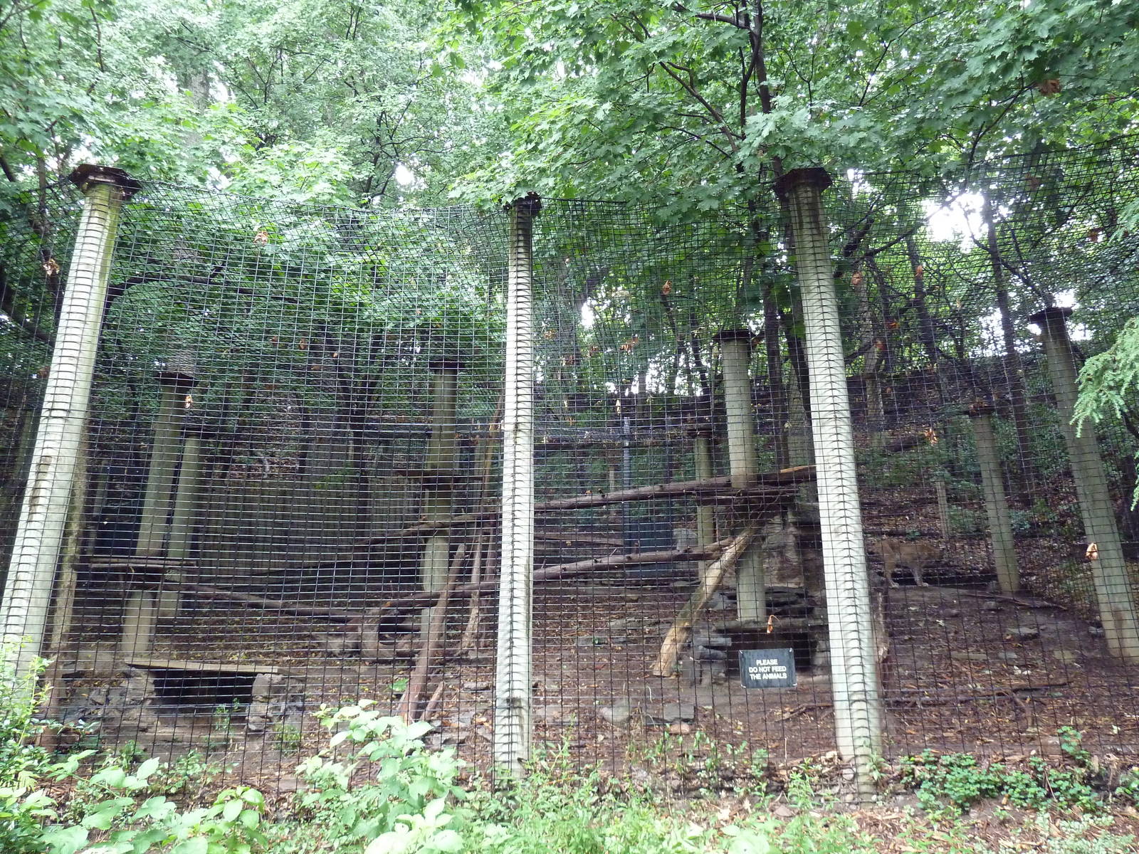 Eurasian Lynx Exhibit