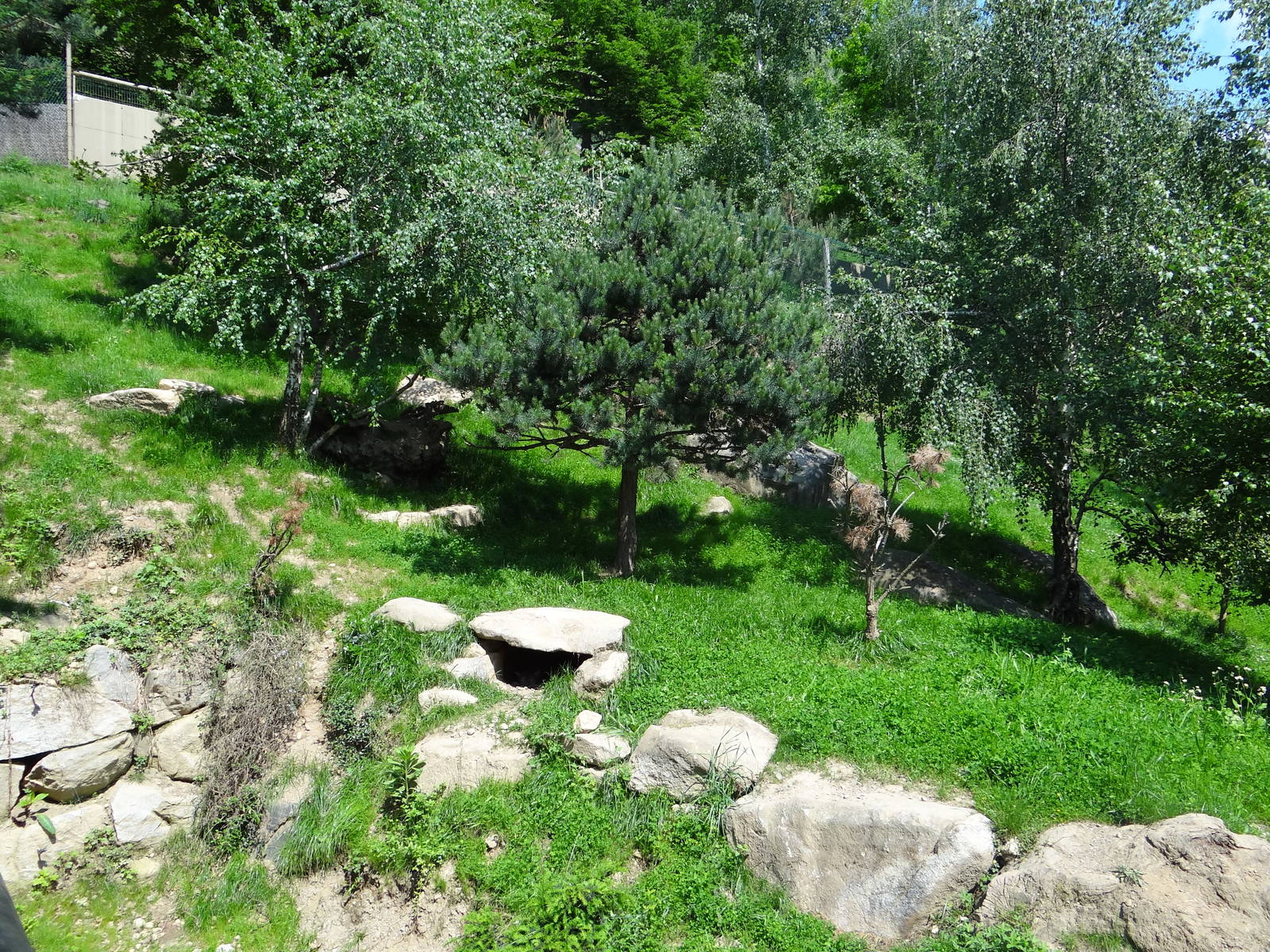 Eurasian lynx exhibit