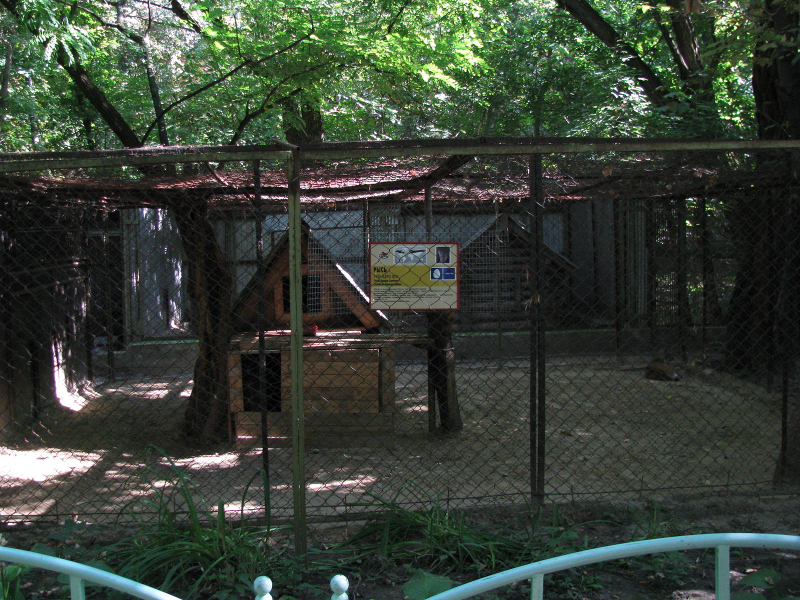Eurasian lynx exhibit