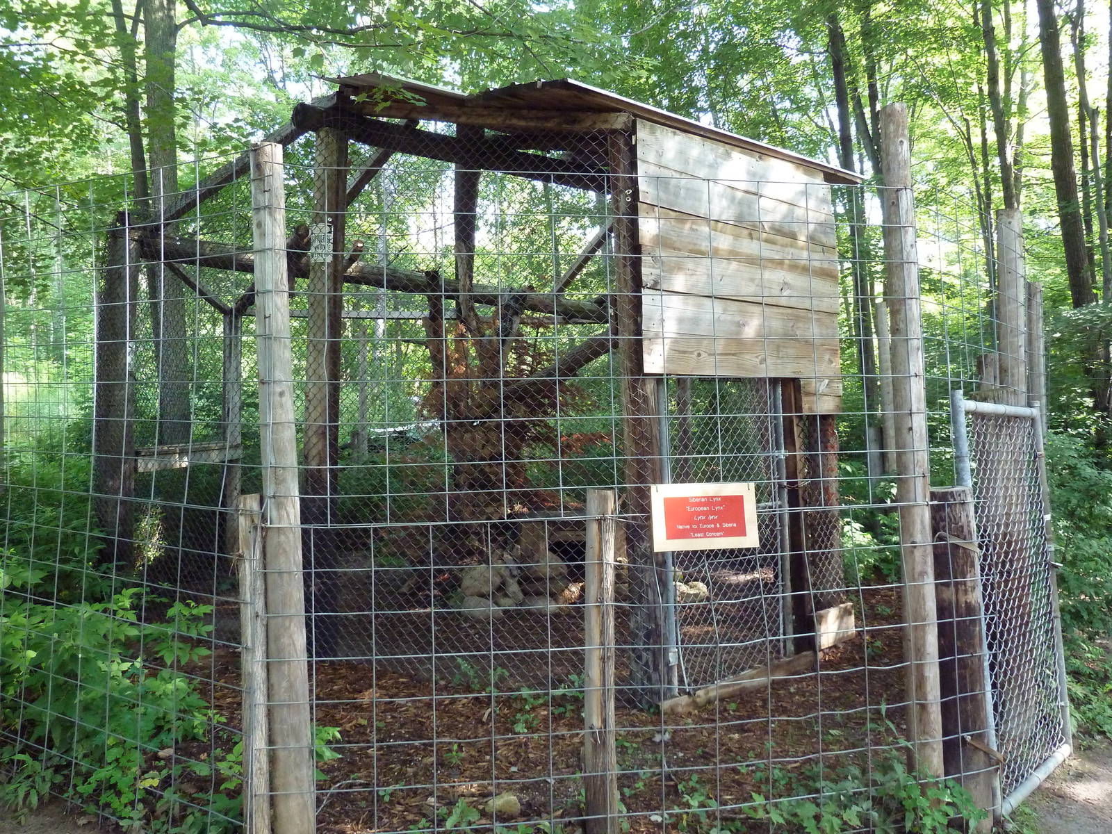 Eurasian Lynx Exhibit