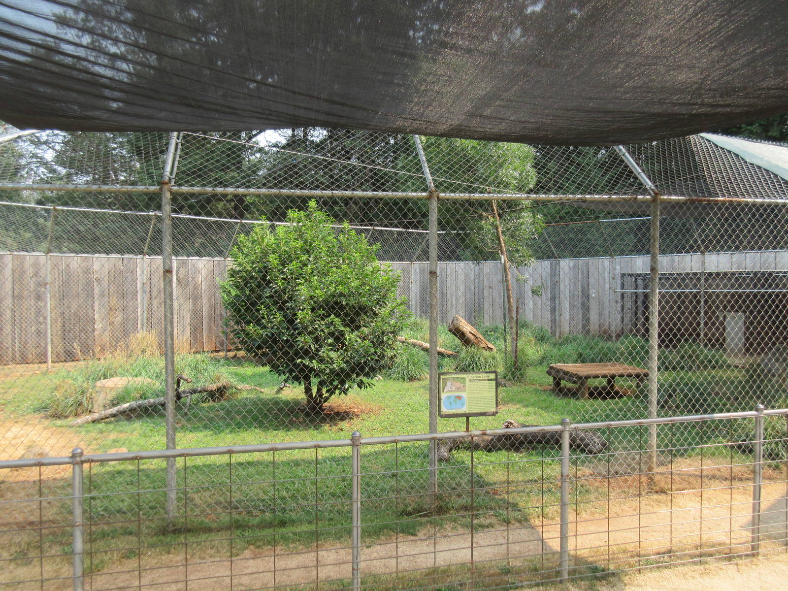 Eurasian Lynx Exhibit