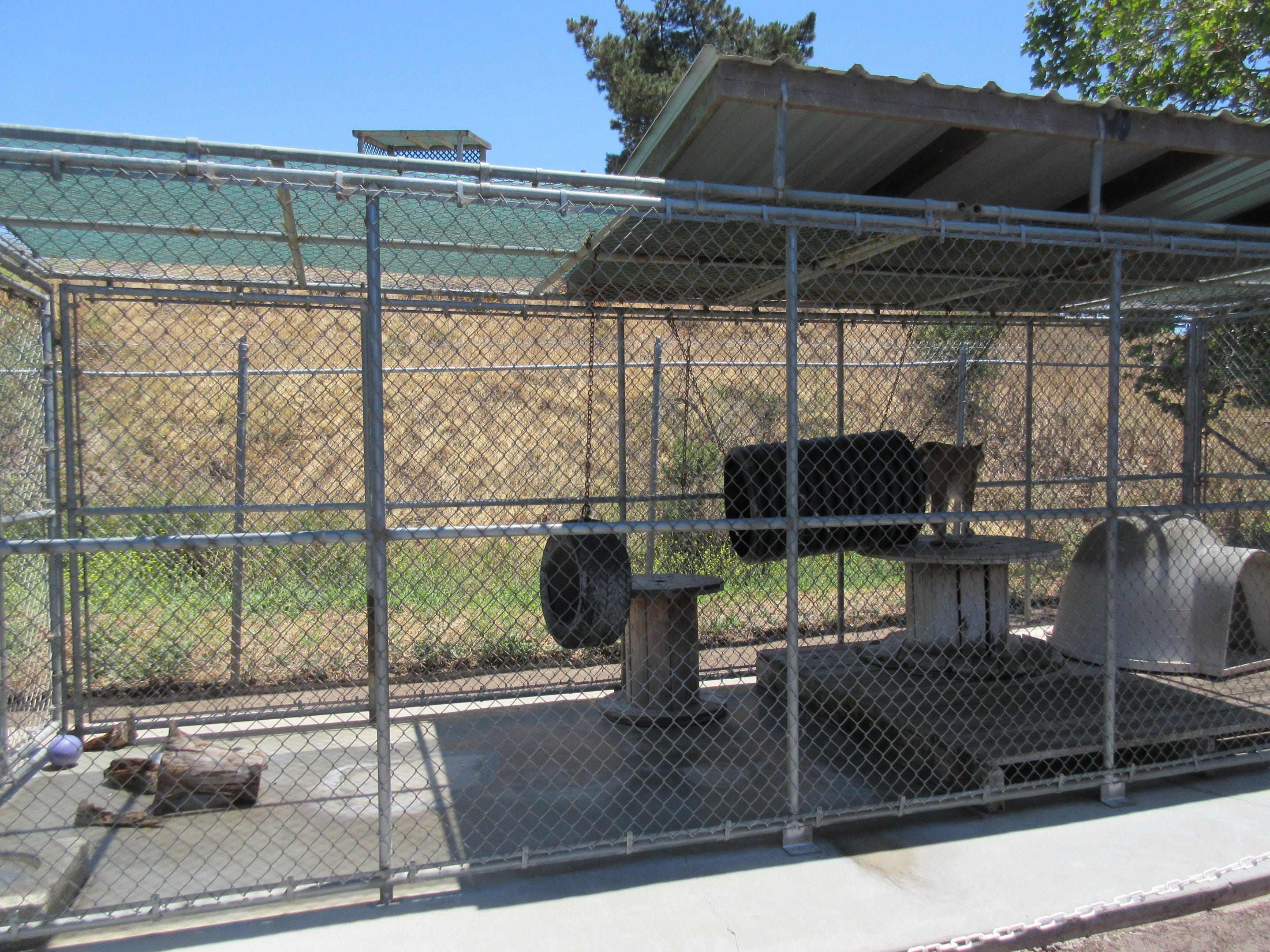 Eurasian Lynx Exhibit