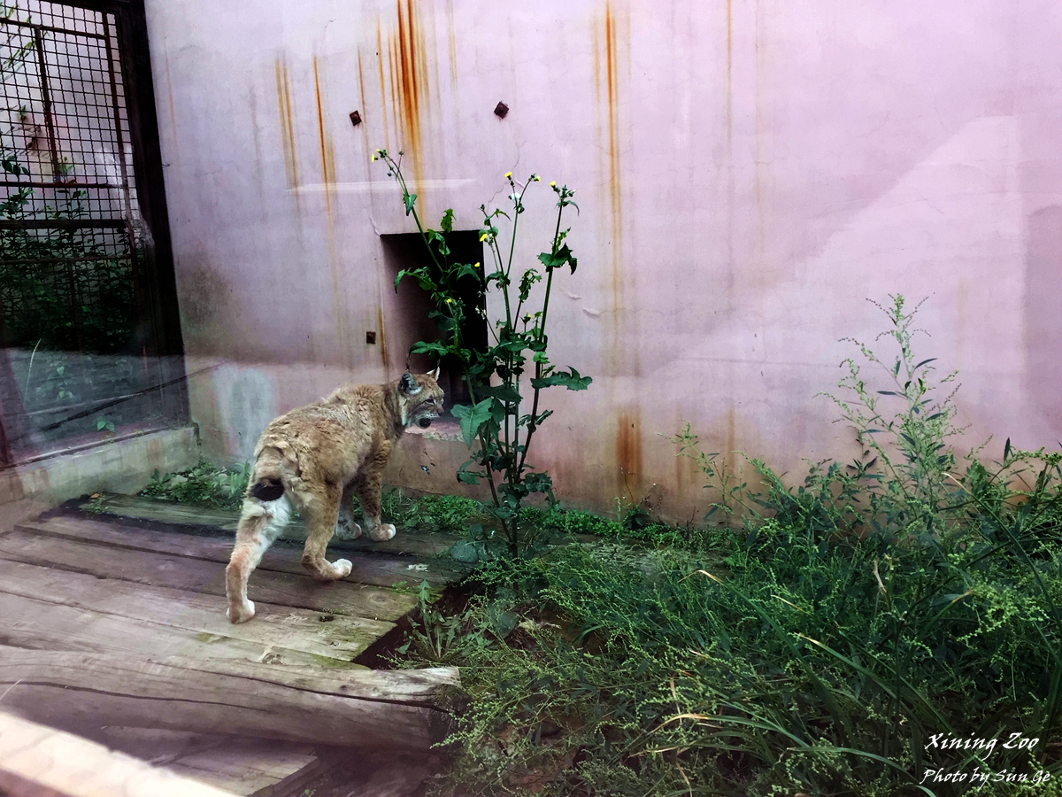 Eurasian Lynx Exhibit