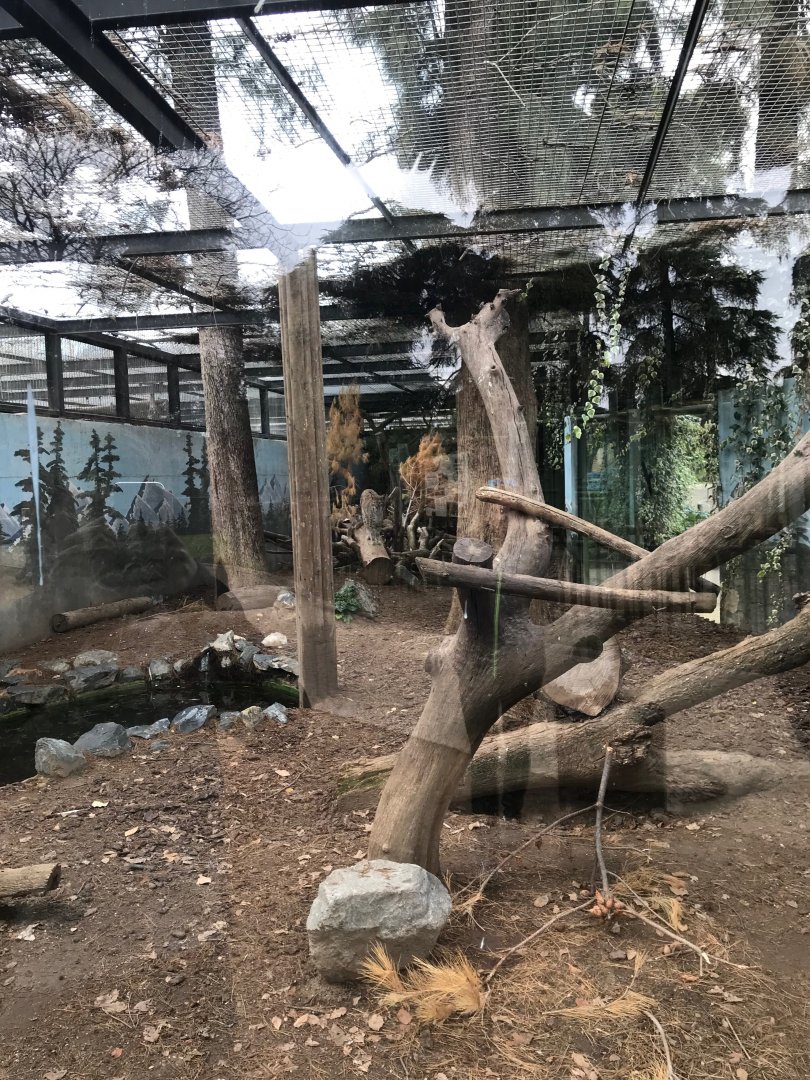 Eurasian lynx exhibit