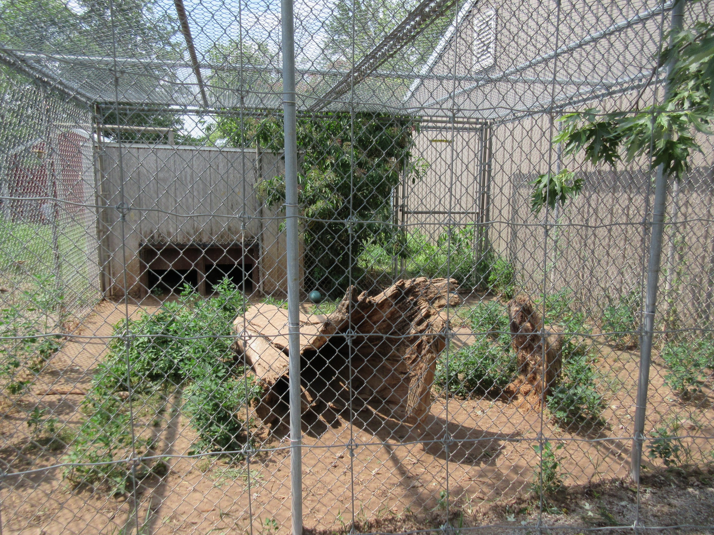 Eurasian Lynx Exhibit
