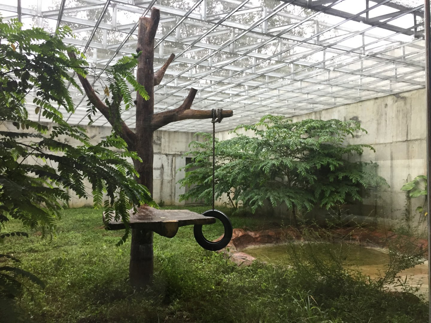 Eurasian Lynx Exhibit