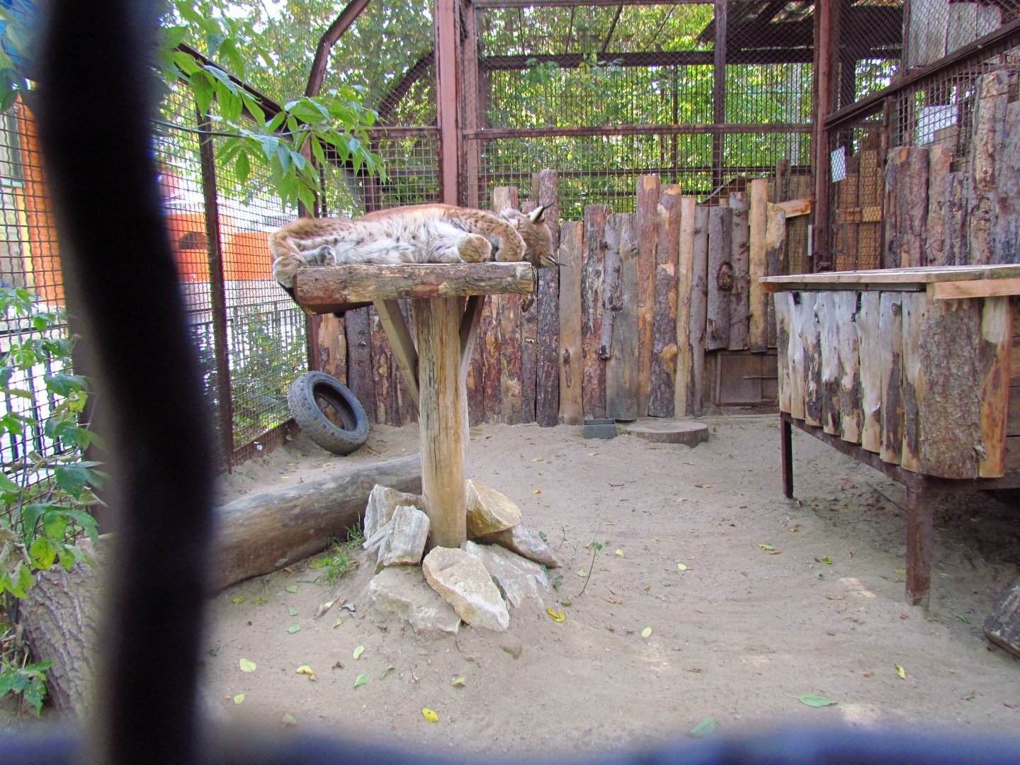 Eurasian lynx exhibit
