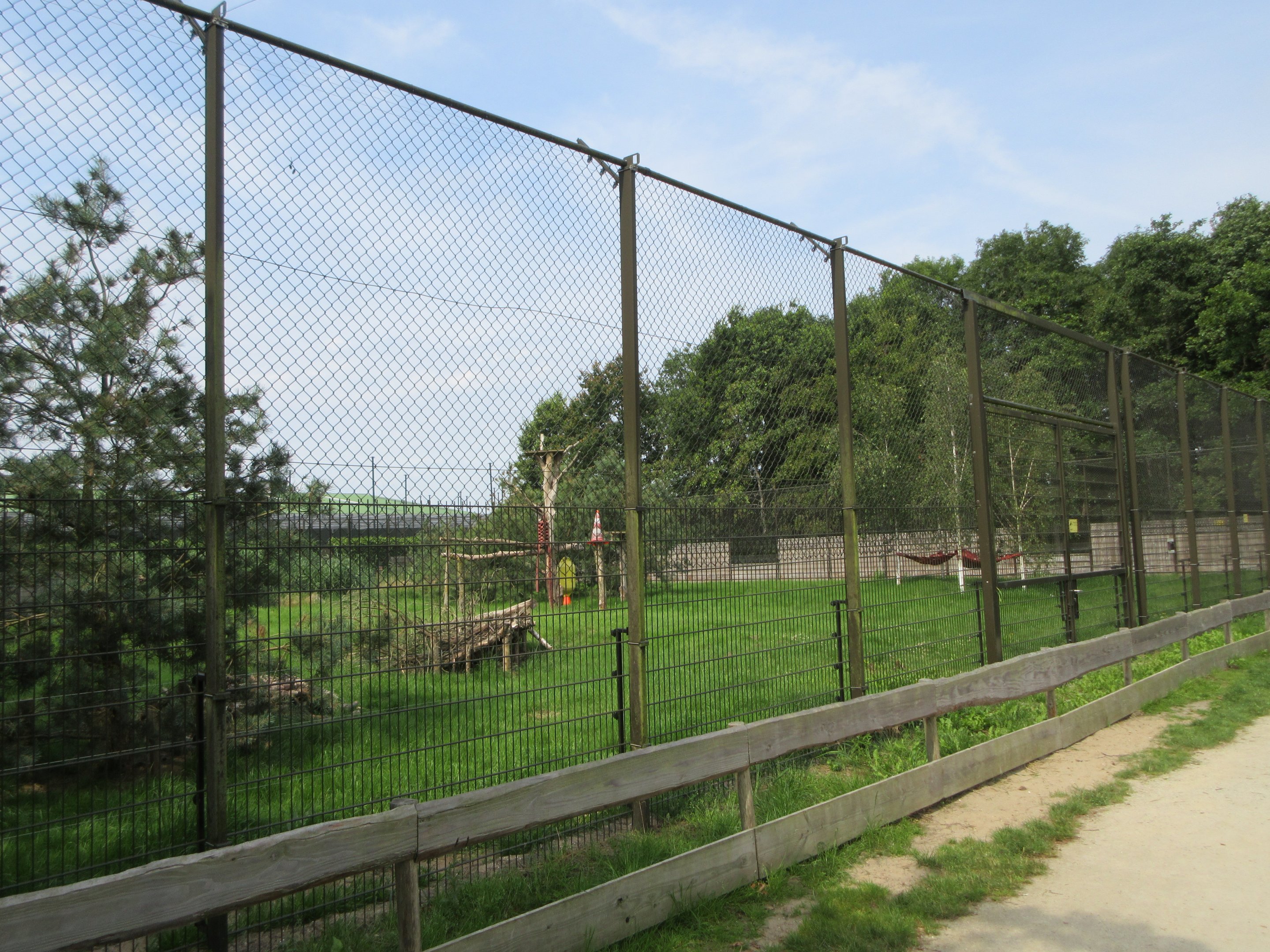 Eurasian Lynx Exhibit