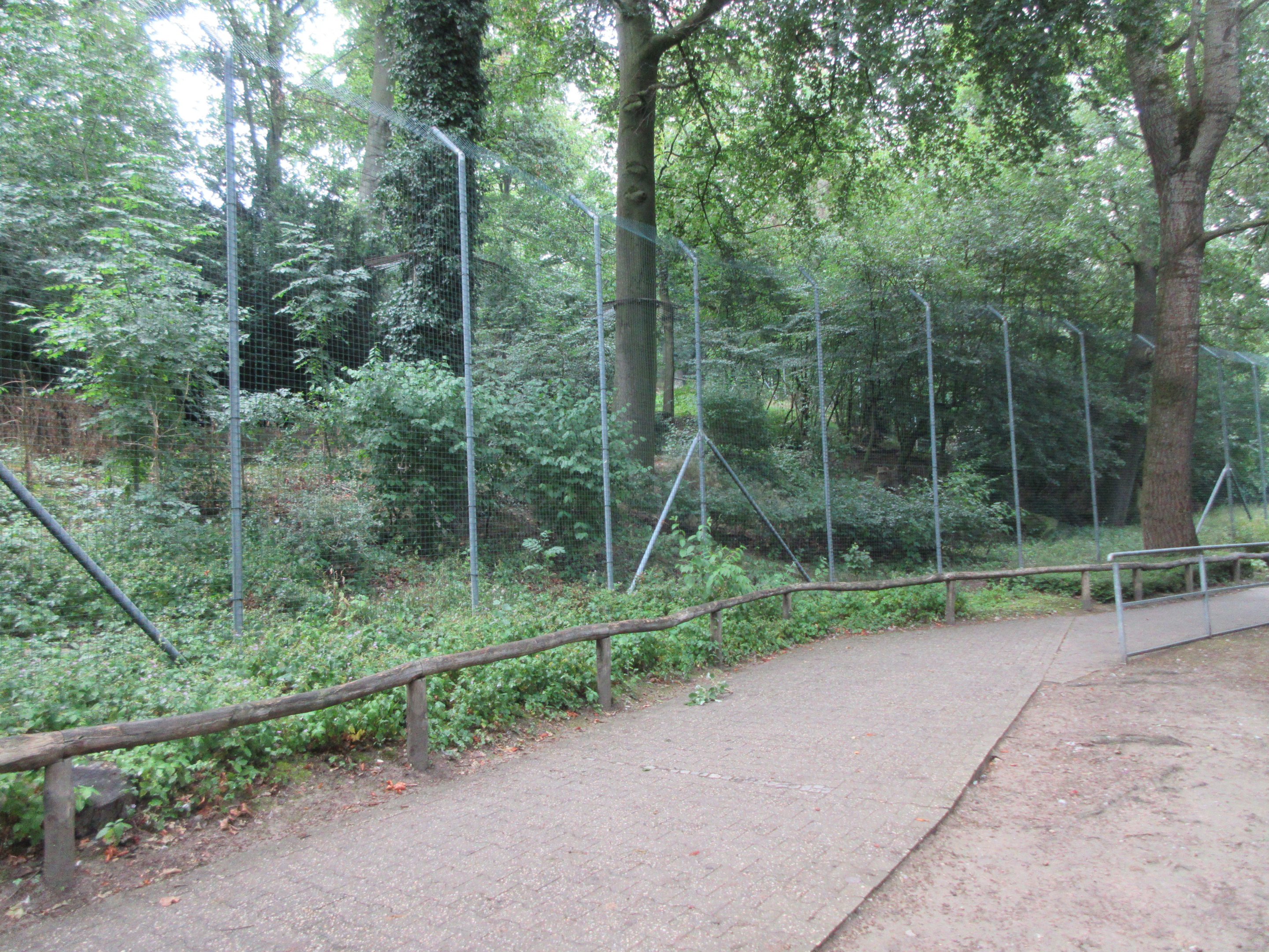 Eurasian Lynx Exhibit