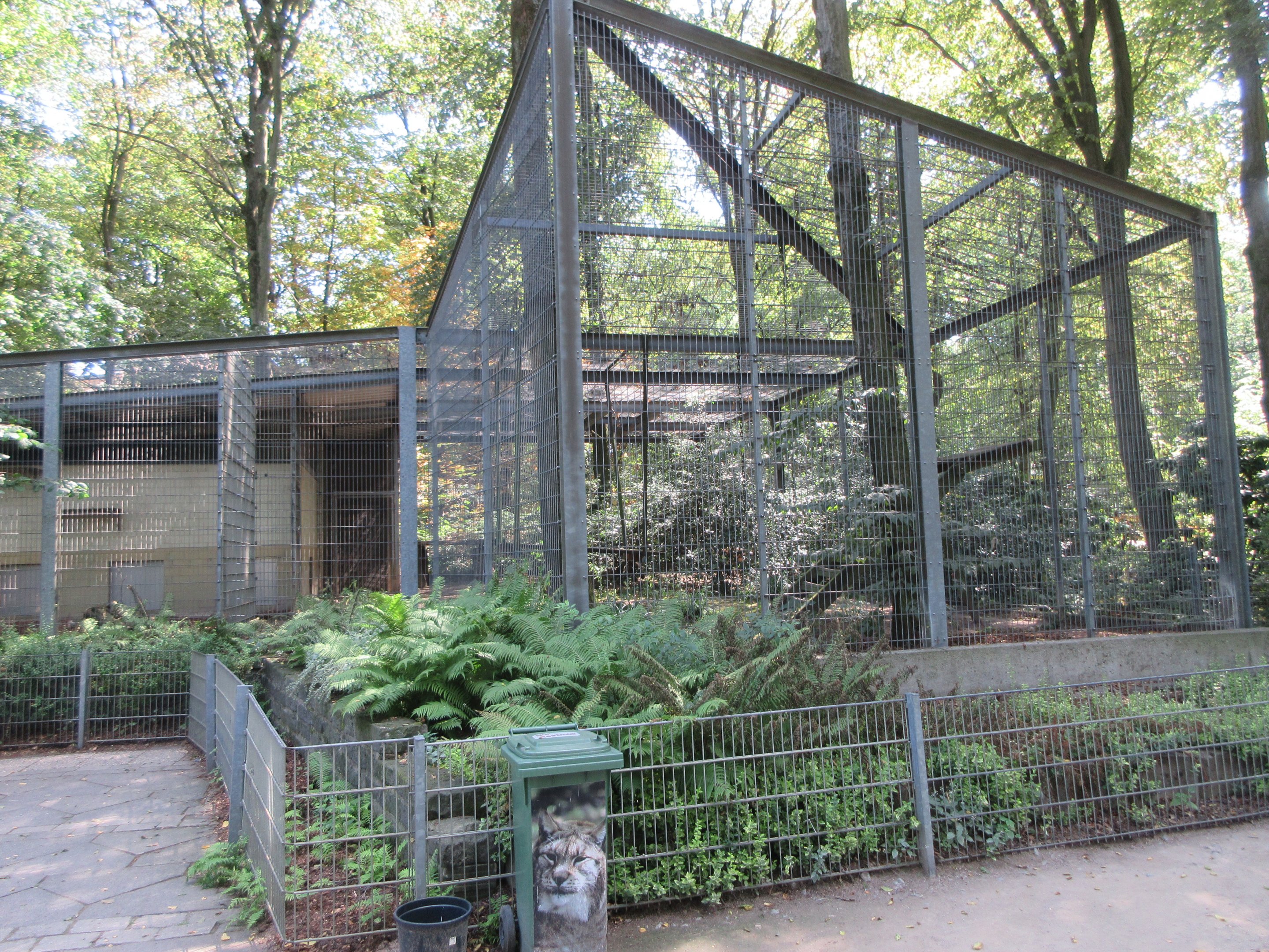 Eurasian Lynx Exhibit