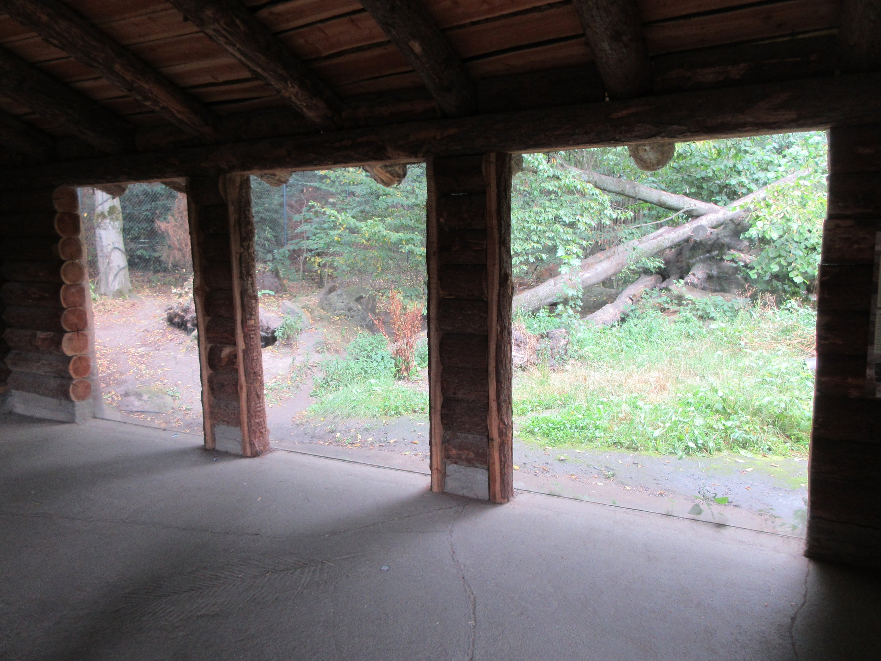 Eurasian Lynx Exhibit