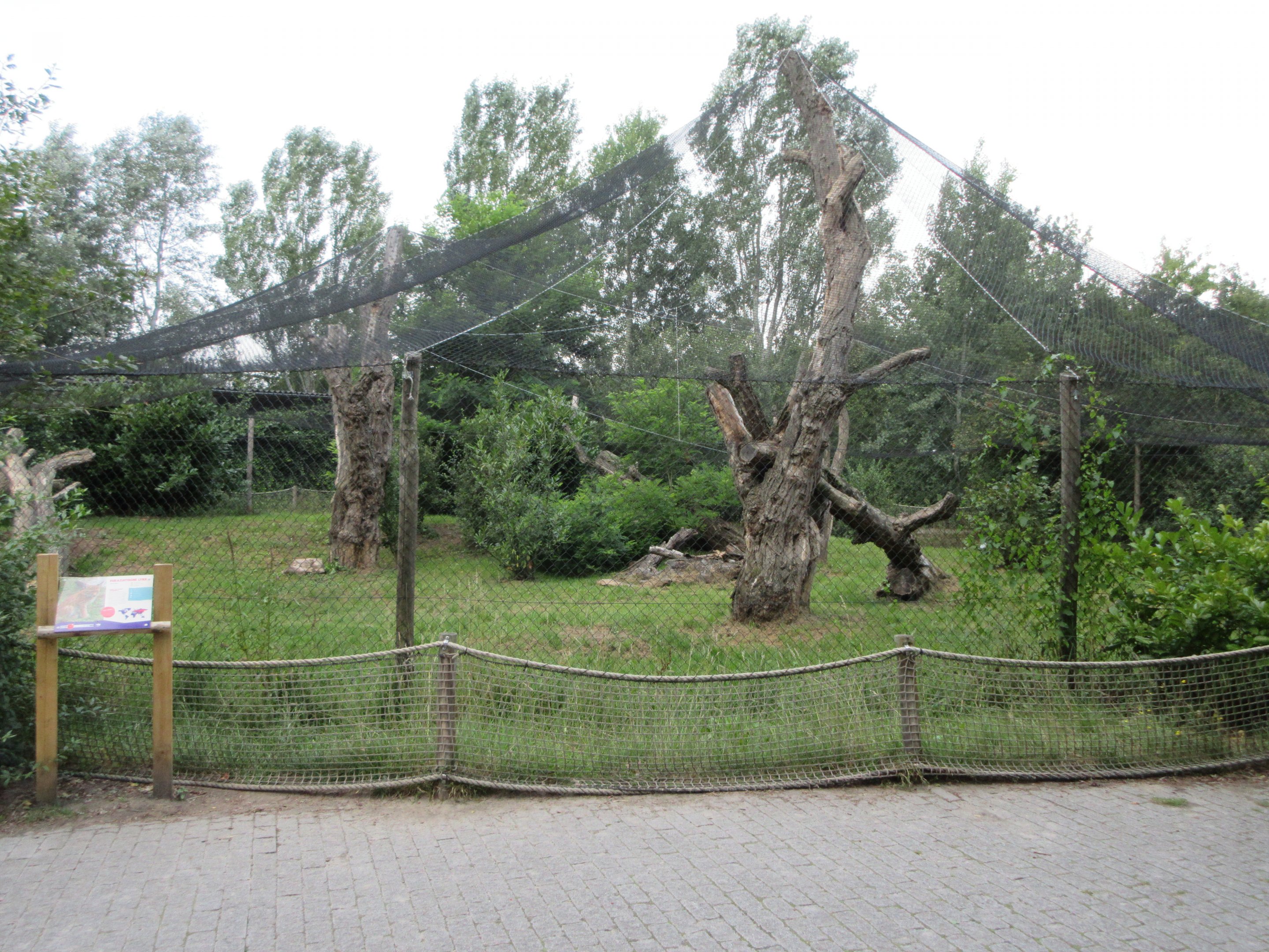 Eurasian Lynx Exhibit