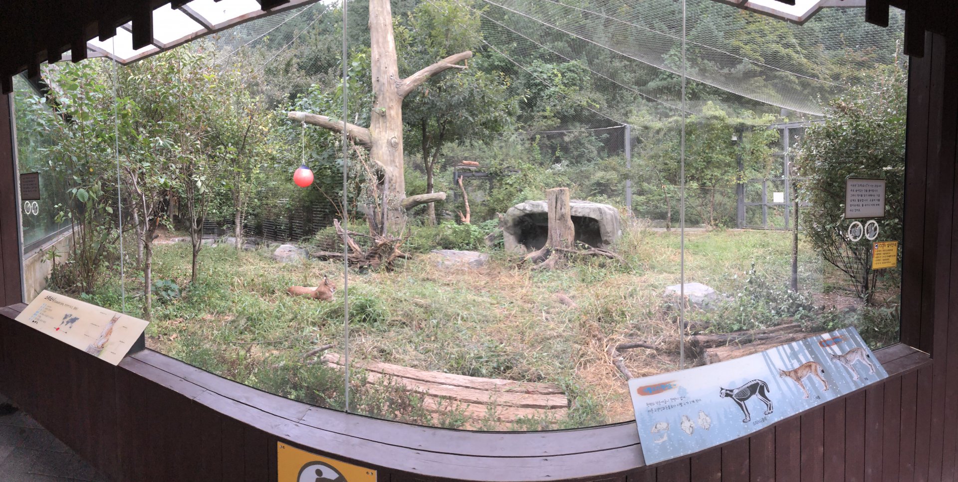 Eurasian Lynx Exhibit