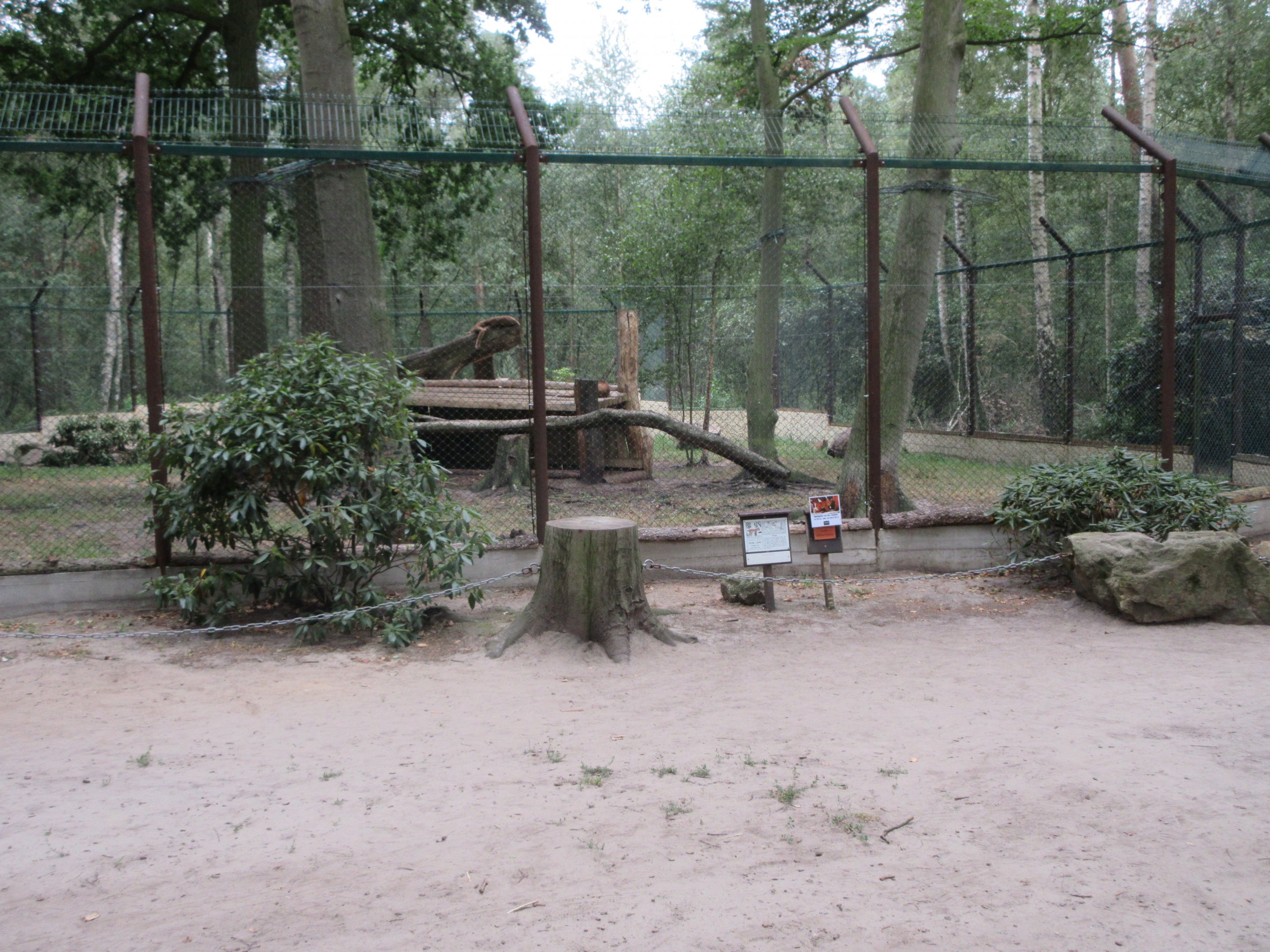 Eurasian Lynx Exhibit