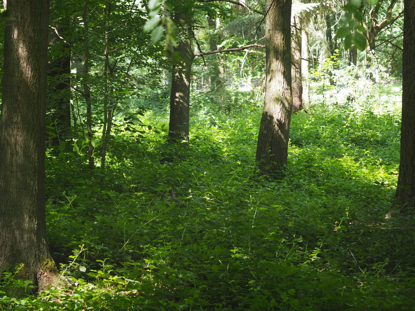 Eurasian Lynx Exhibit