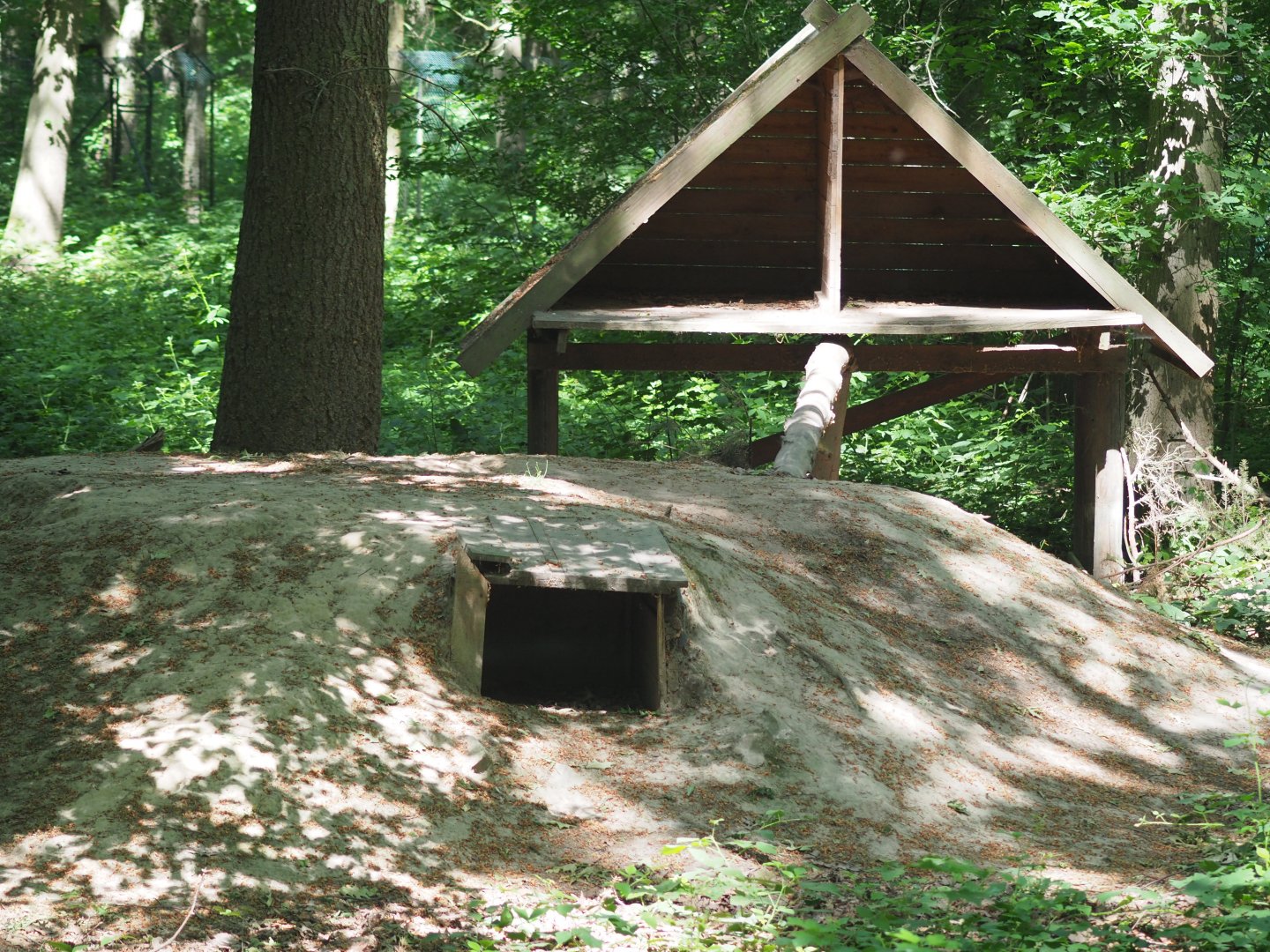 Eurasian Lynx Exhibit