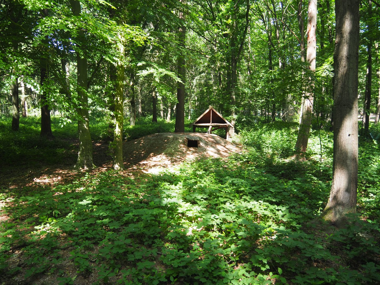 Eurasian Lynx Exhibit