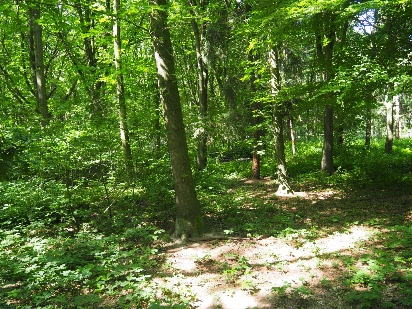 Eurasian Lynx Exhibit
