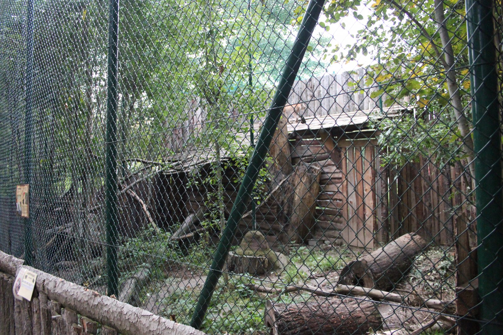 Eurasian lynx exhibit