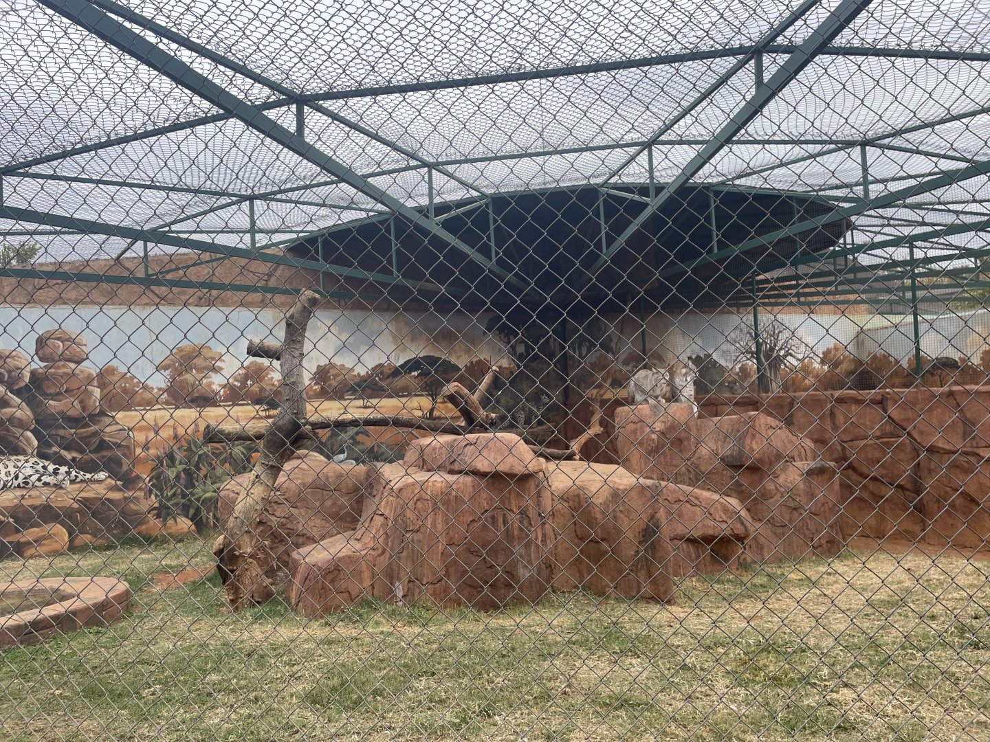 Eurasian Lynx Exhibit