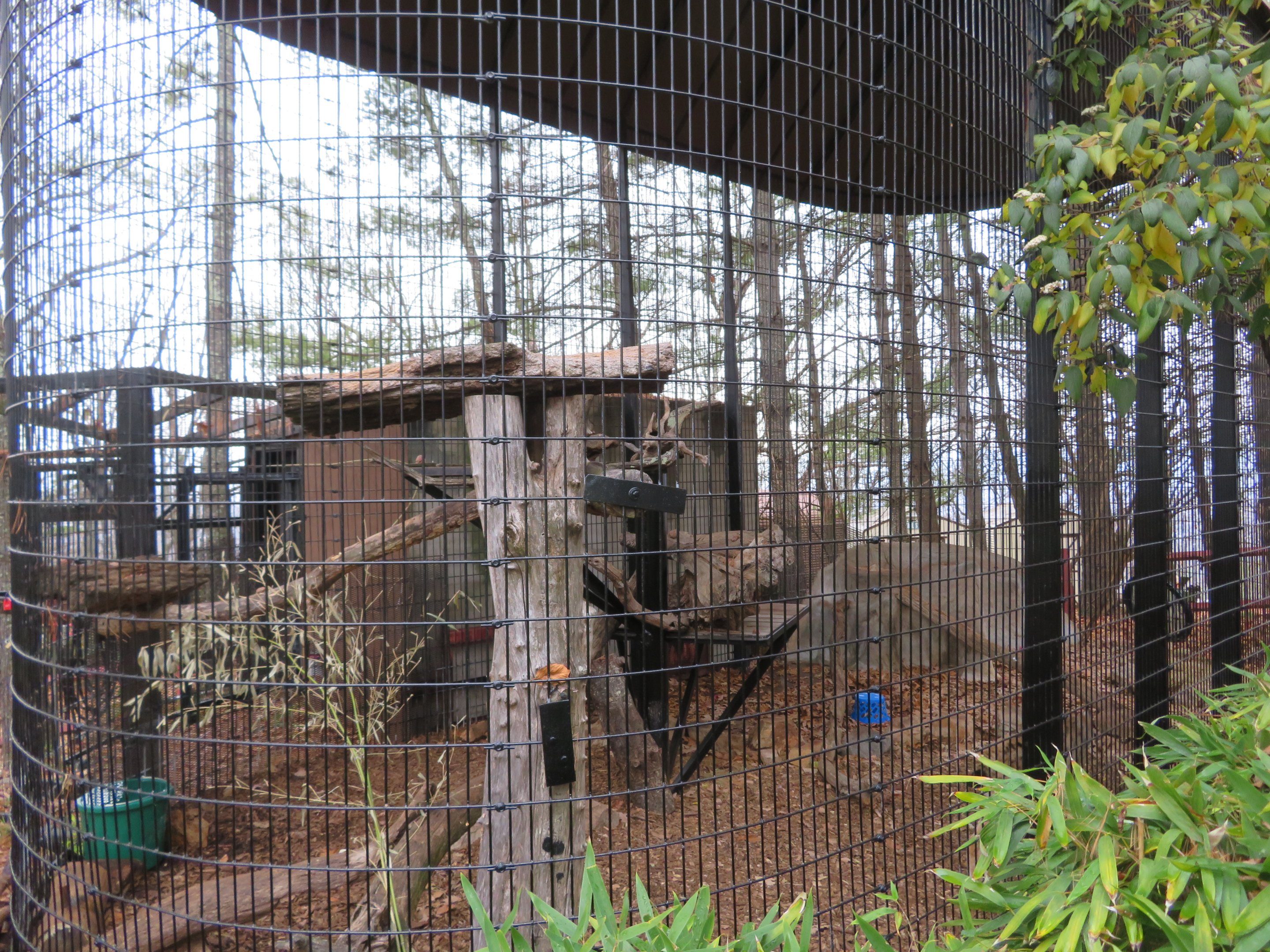 Eurasian Lynx Exhibit