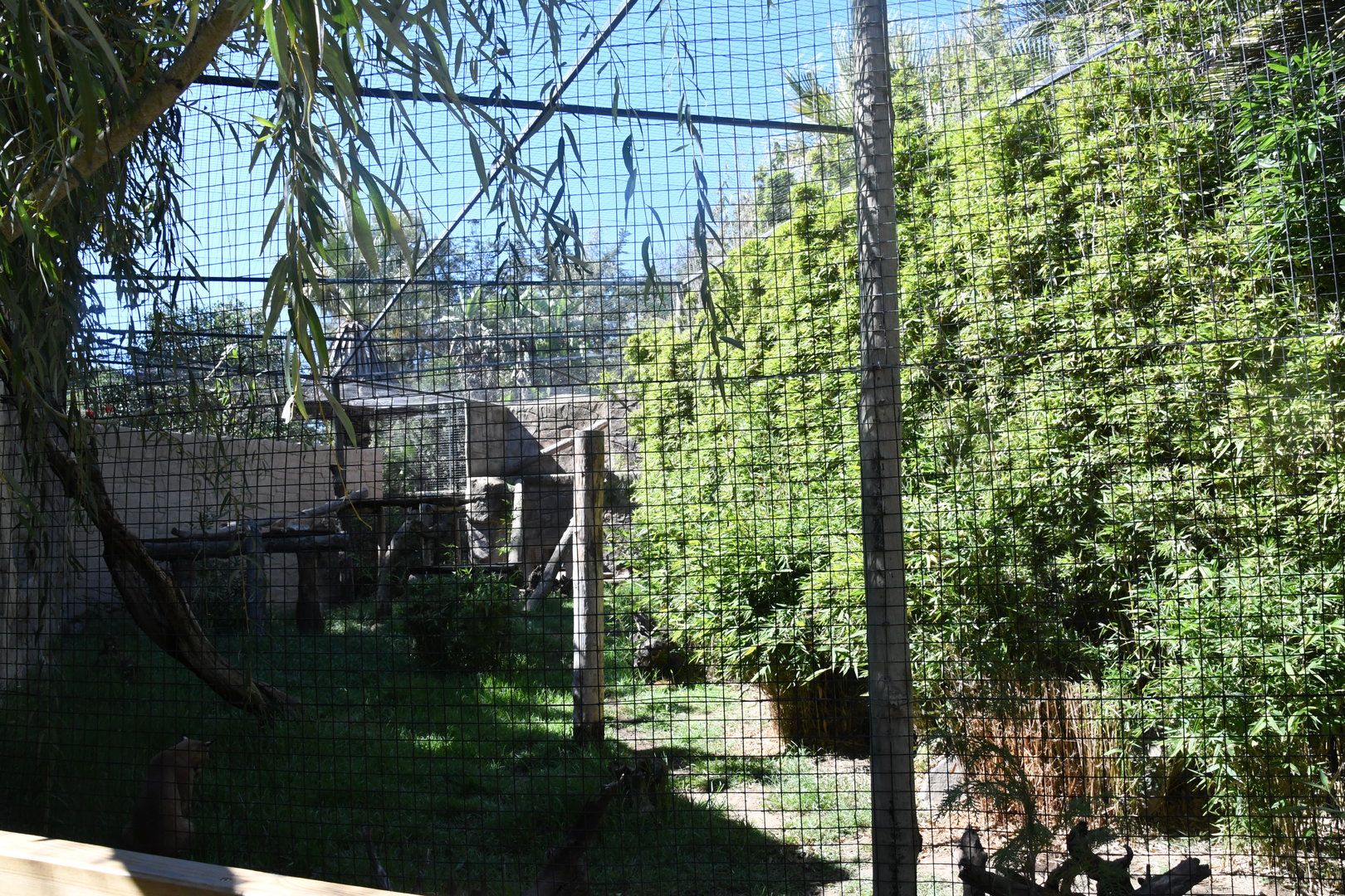 Eurasian Lynx Exhibit