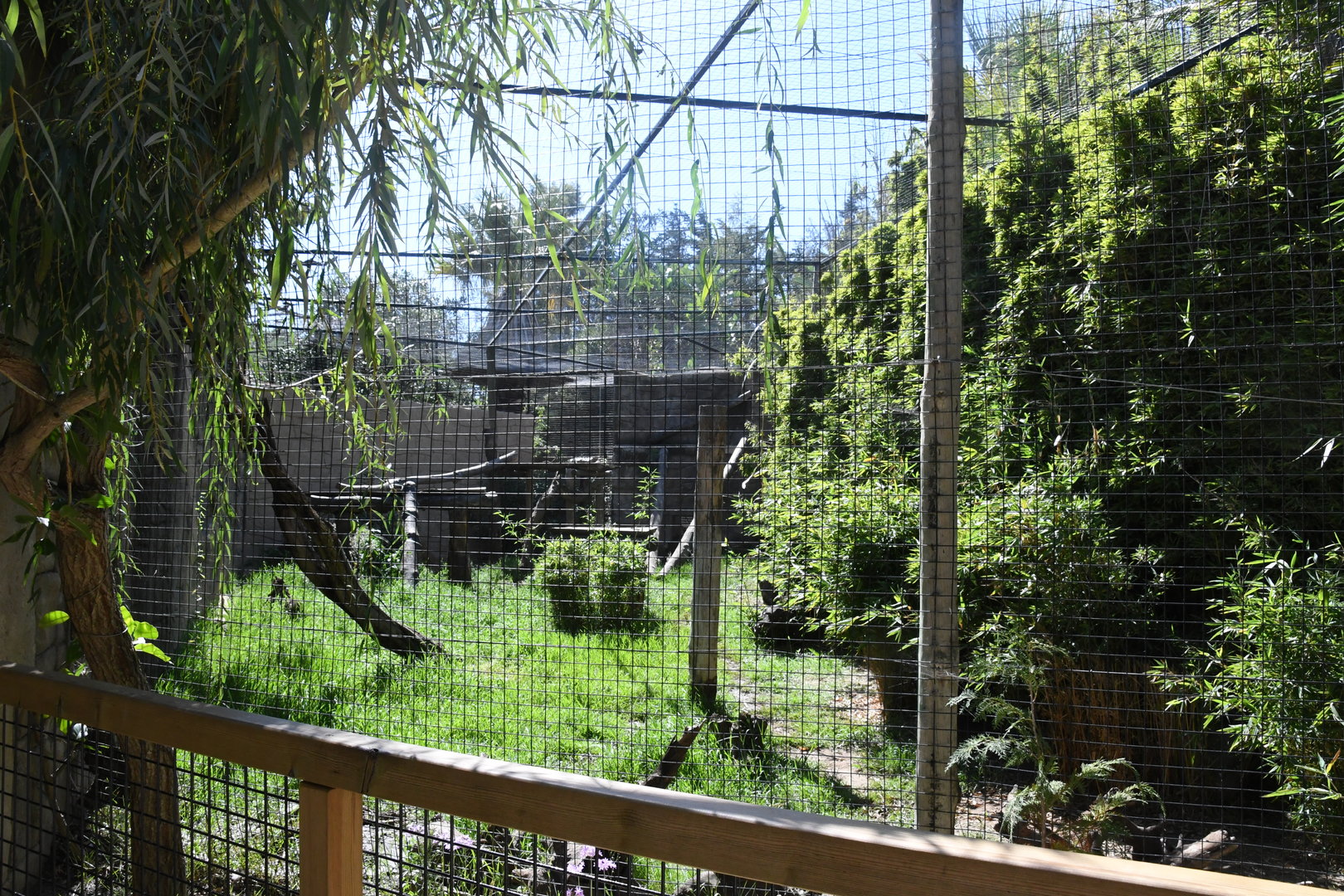 Eurasian Lynx Exhibit