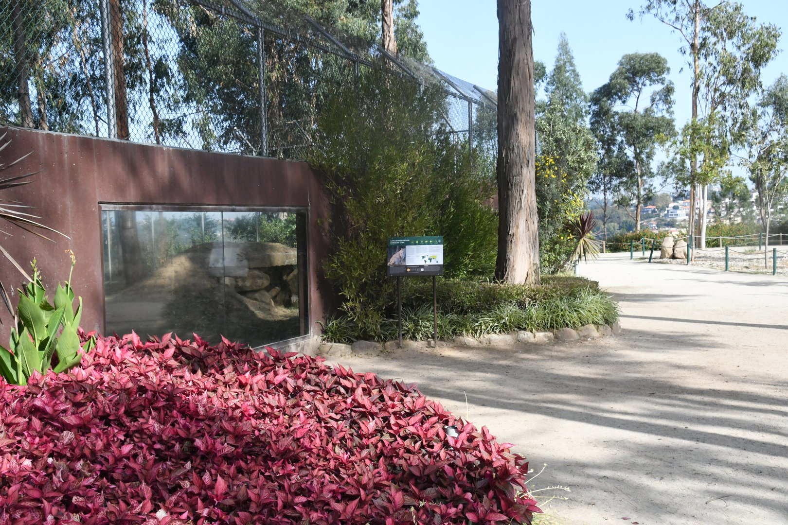 Eurasian Lynx exhibit