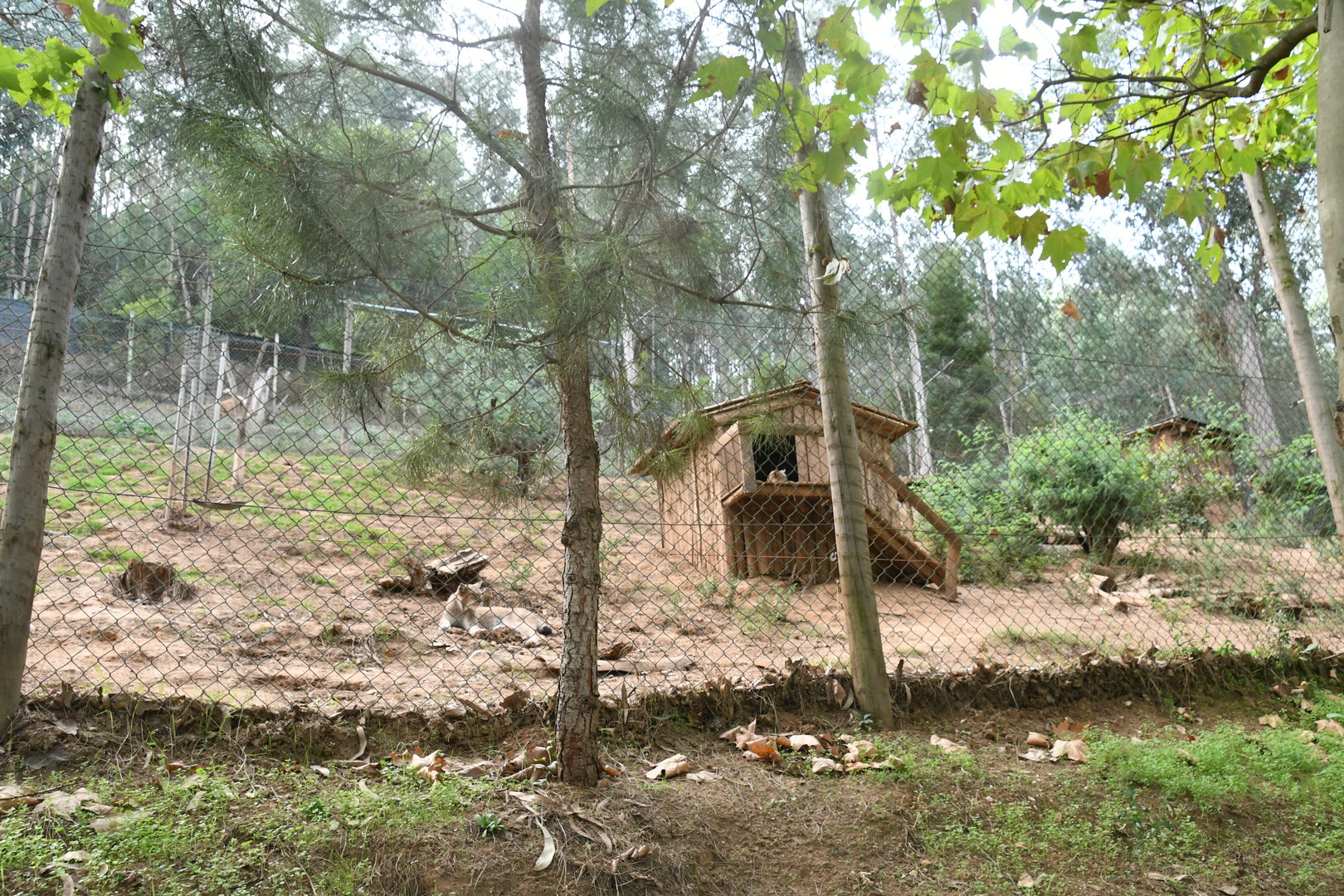 Eurasian Lynx exhibit