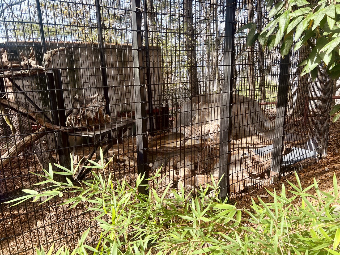 Eurasian Lynx Exhibit