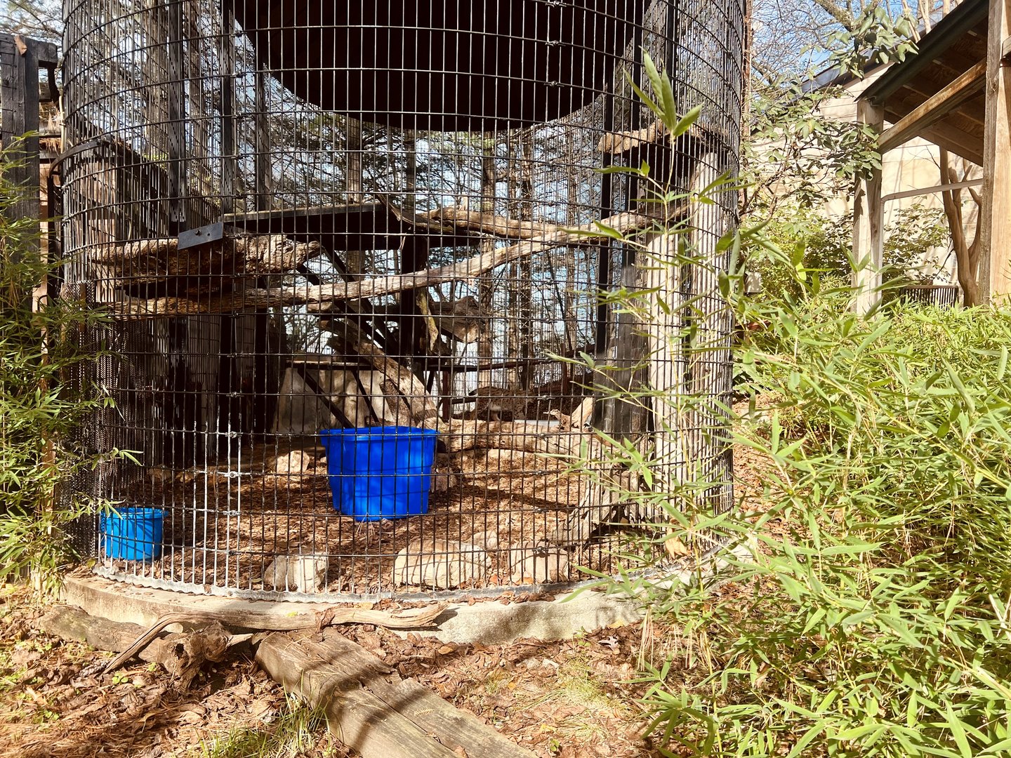 Eurasian Lynx Exhibit