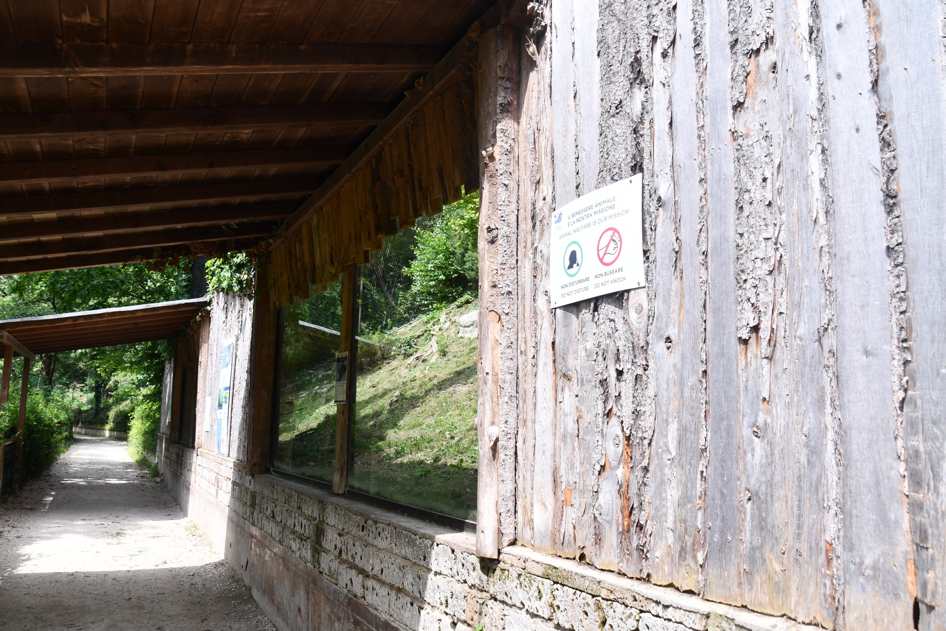Eurasian Lynx exhibit