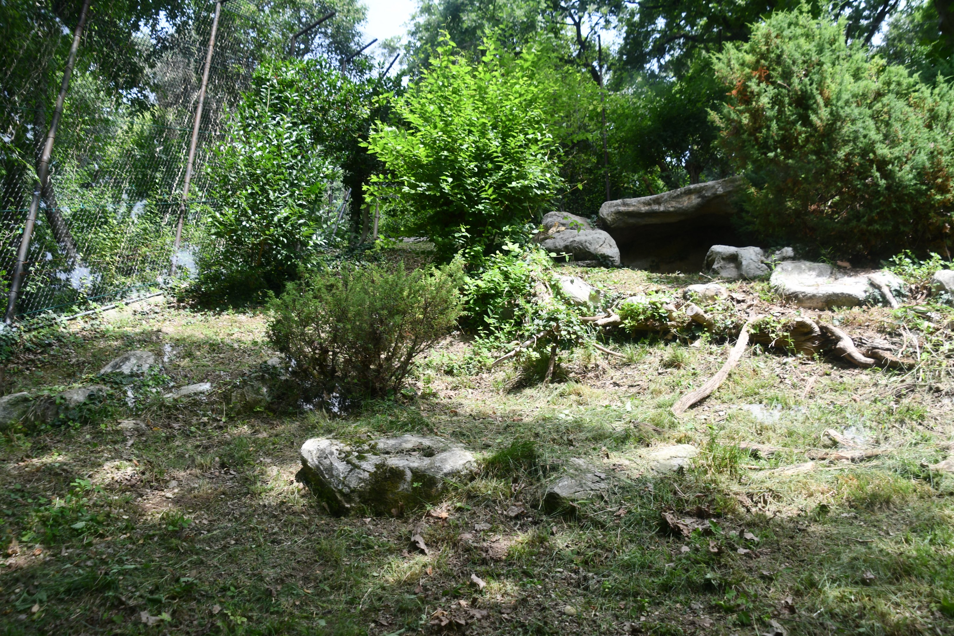 Eurasian Lynx exhibit