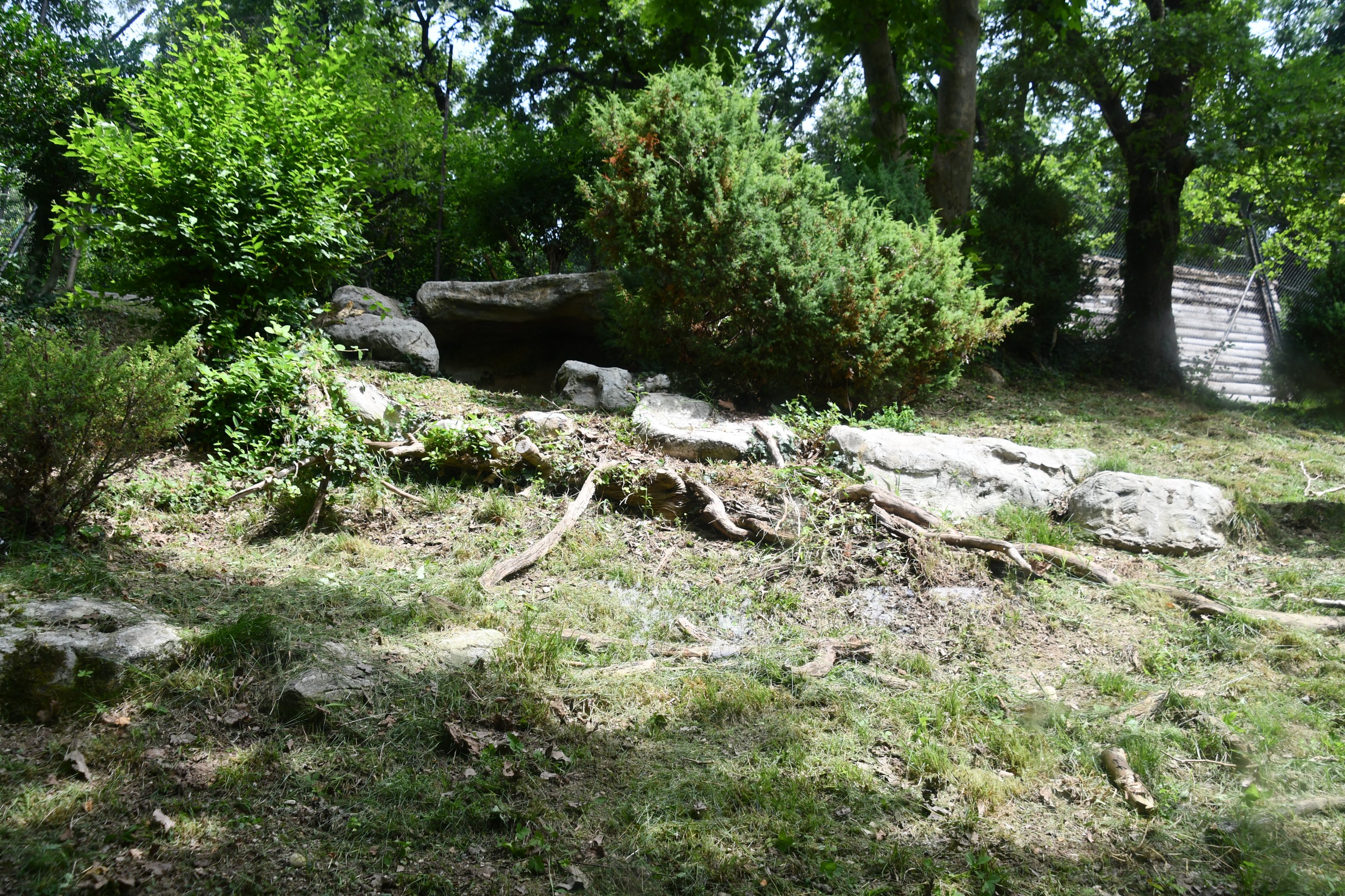 Eurasian Lynx exhibit