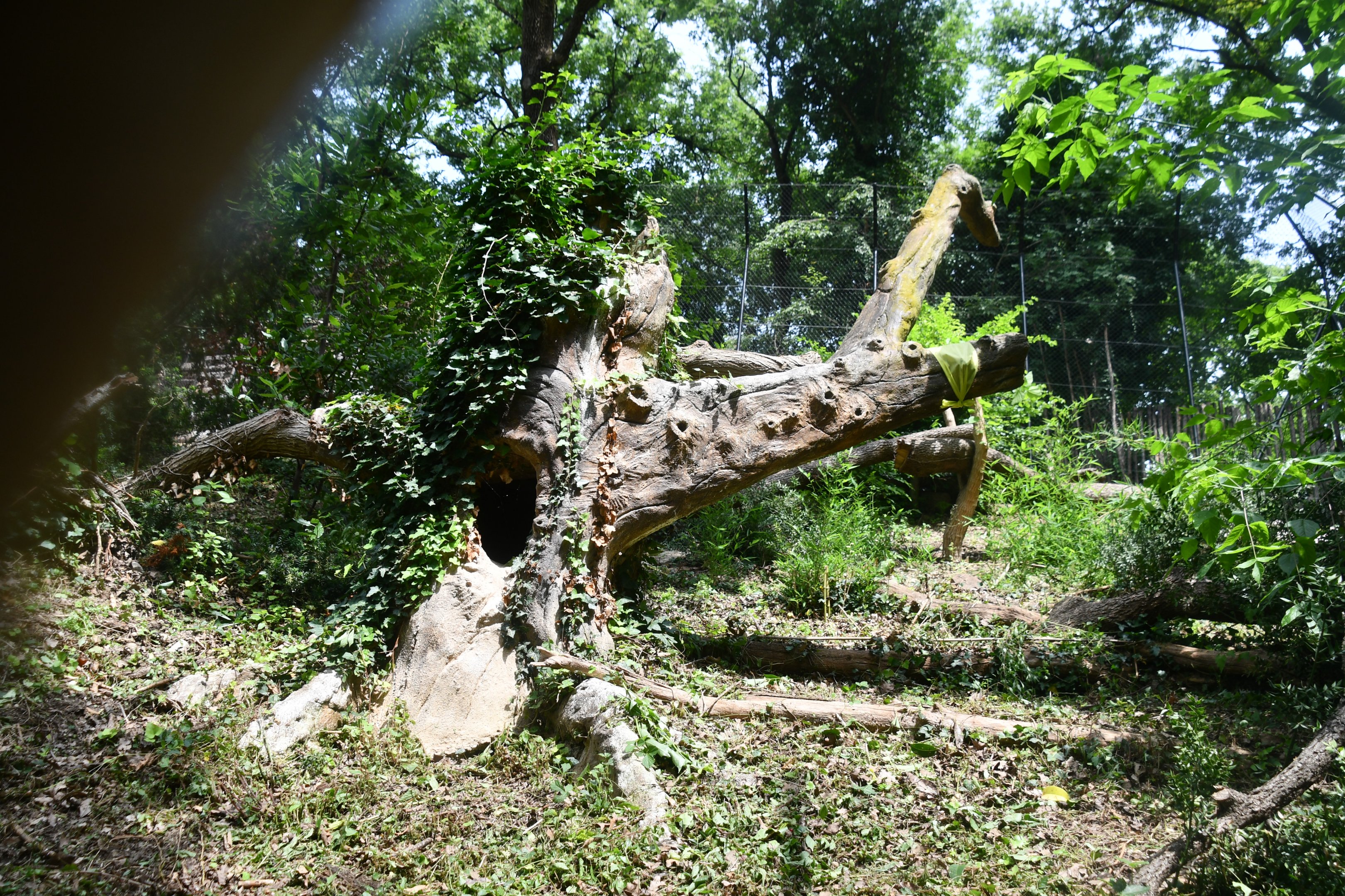 Eurasian Lynx exhibit