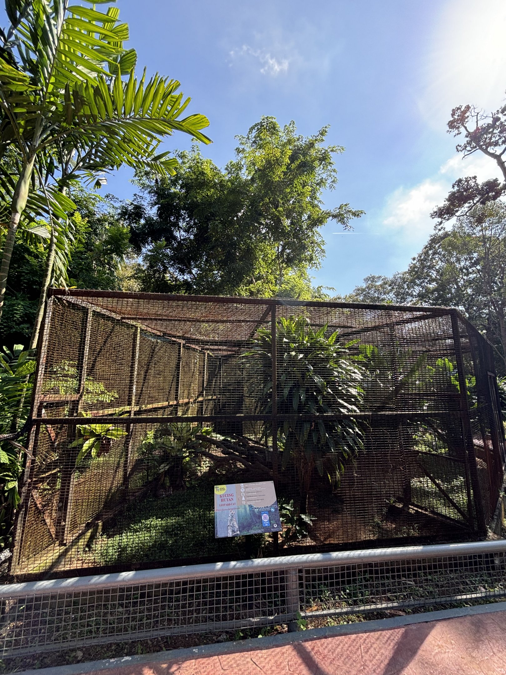 Eurasian Lynx Exhibit