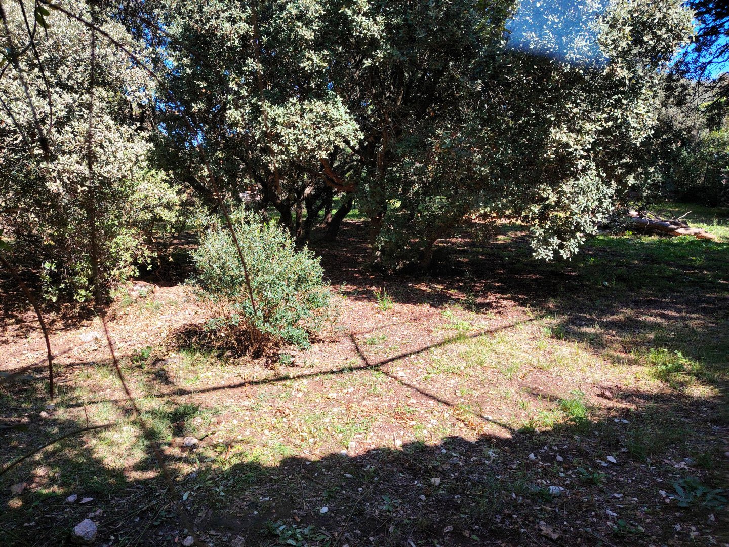 Eurasian Lynx Exhibit